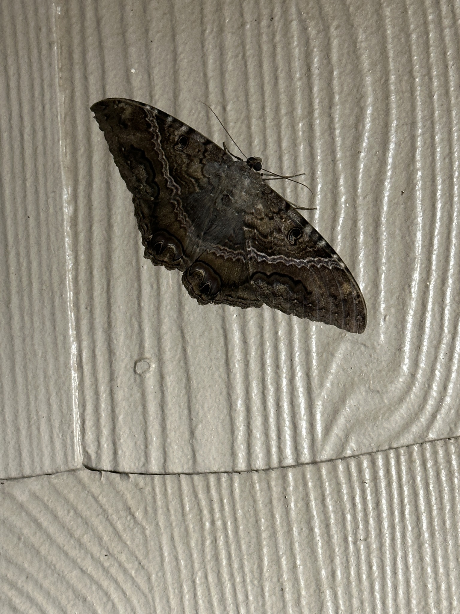 Is this a Black Witch moth in Brown County, SD?