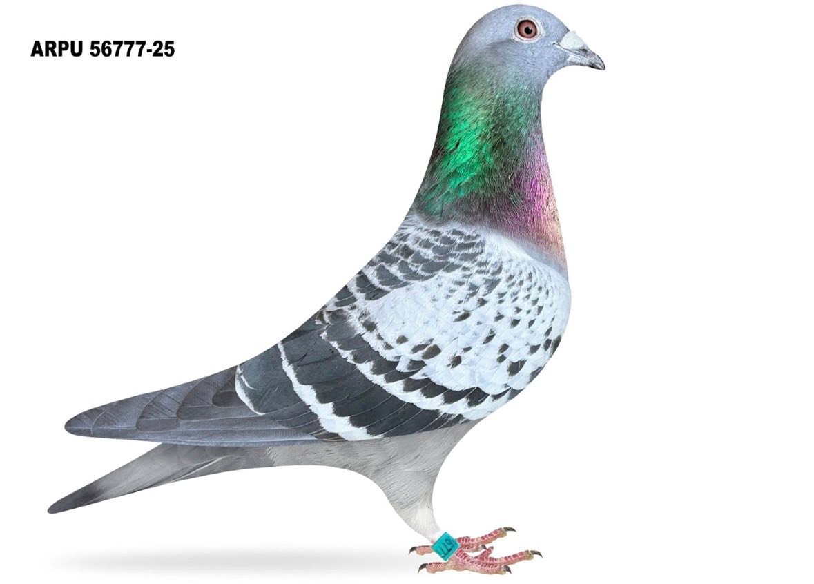 ミー Our , ''POLAR'' NANEZ 8855 direct SON OF THE LEGENDARY 