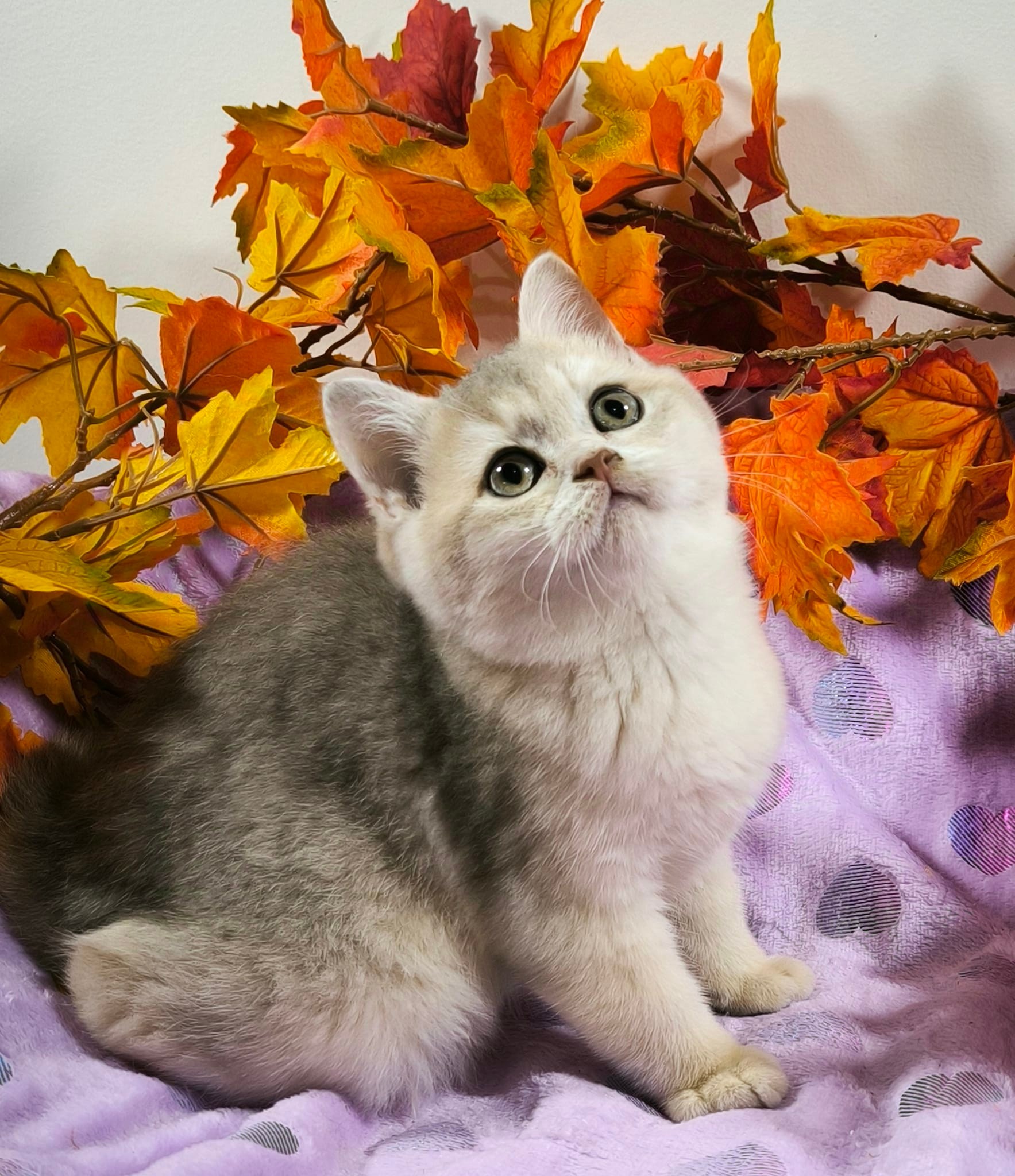 DesGrif'enchantées British-Ragdoll