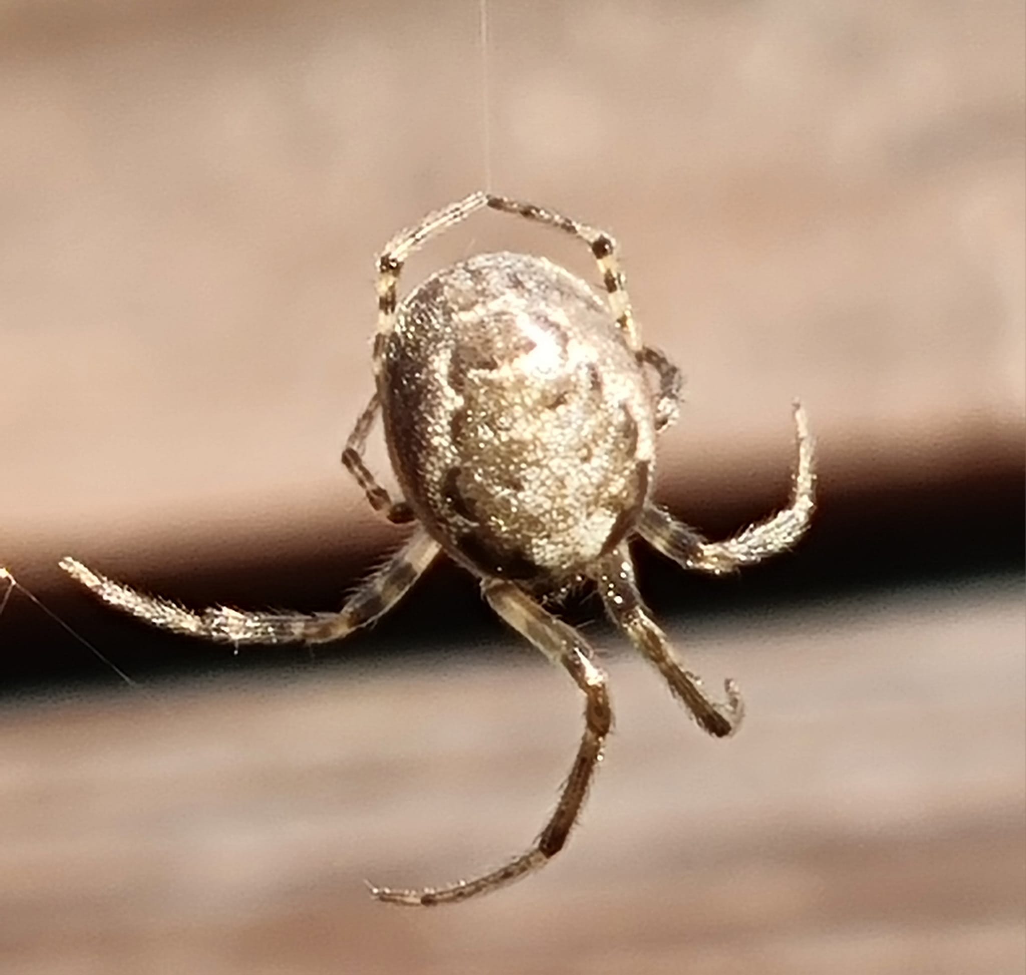 What is the correct identification of the spider?