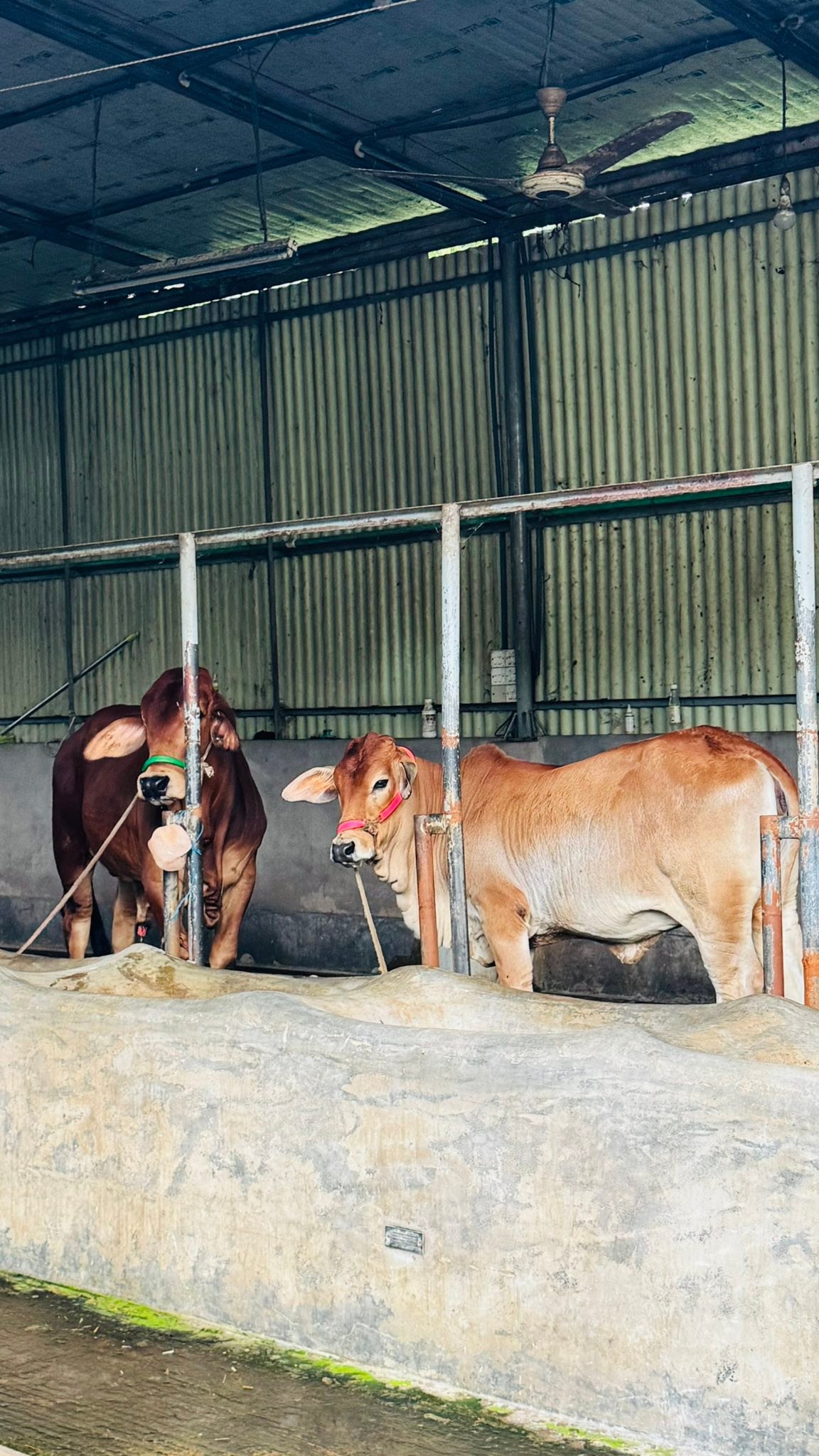 Haji Agro & Dairy Farms | Chittagong