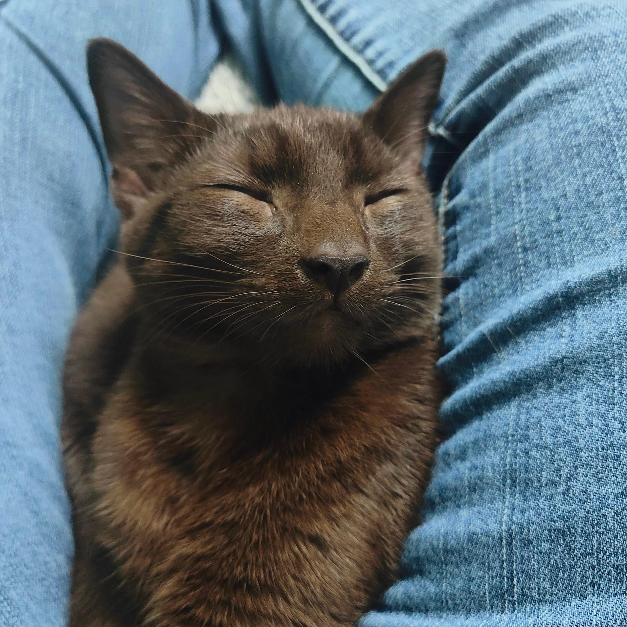 Hi I have been getting a chocolate coloured brown cat recently and 