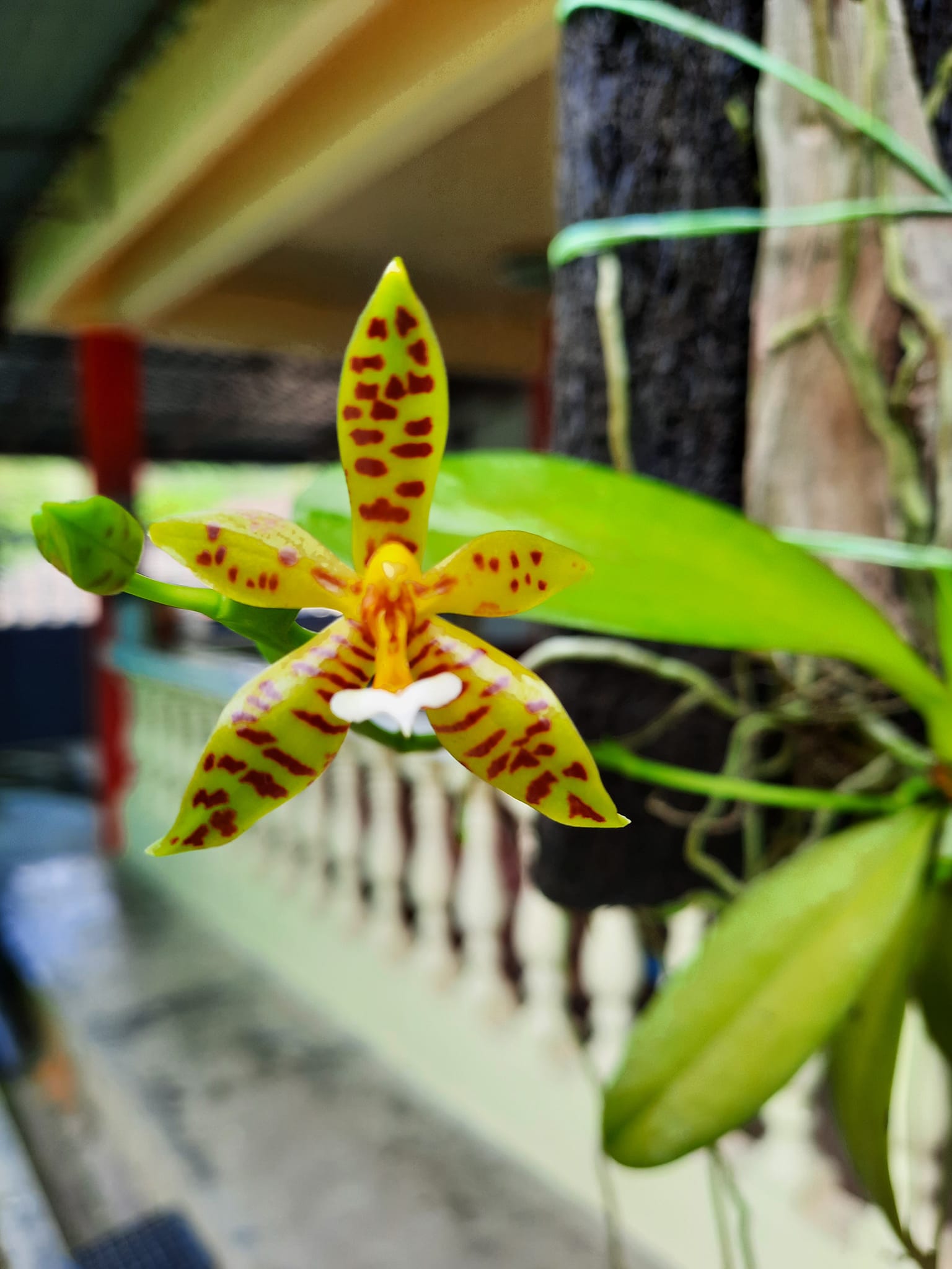 Phalaenopsis lamelligera. This is from Sarawak.
