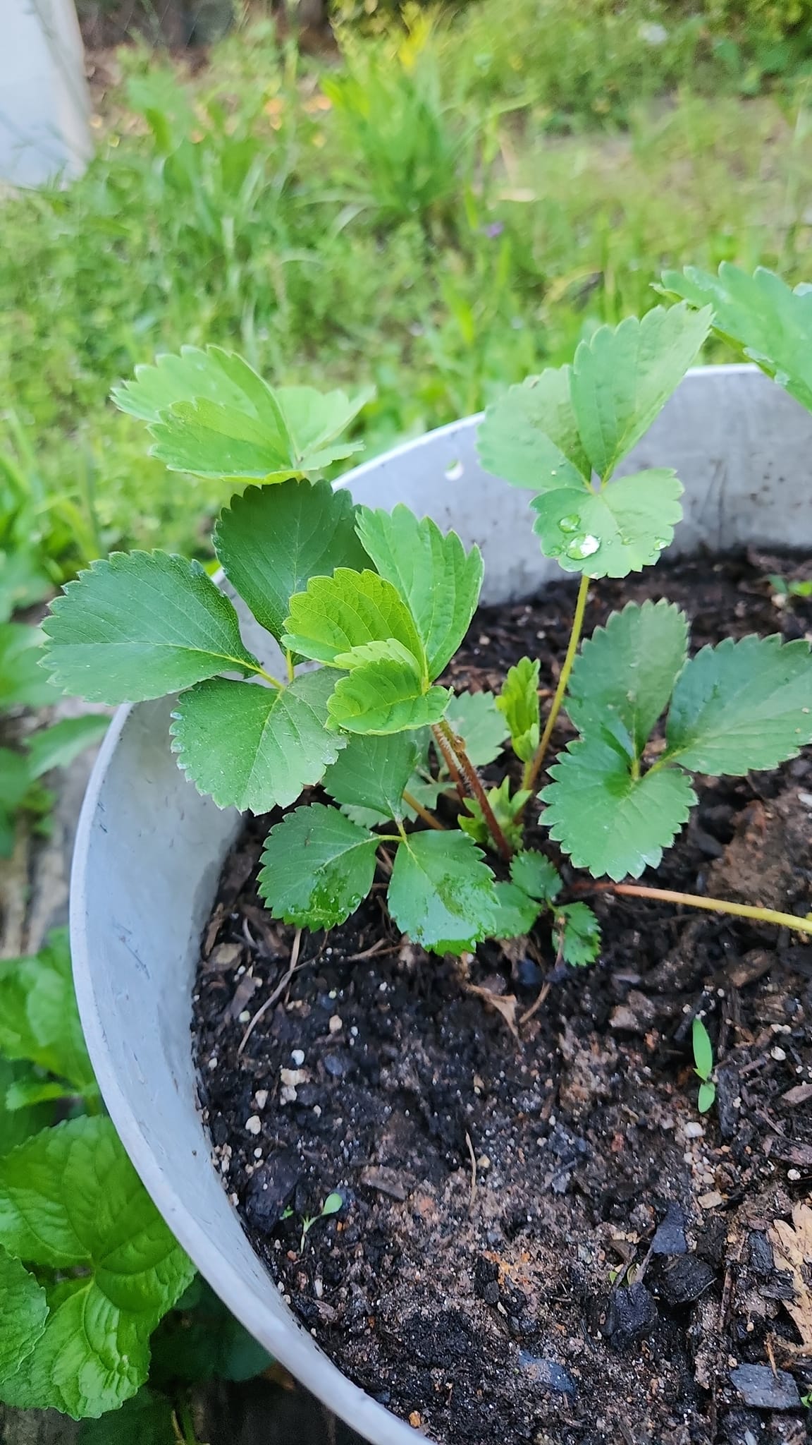 How to identify the specific variety of strawberries?