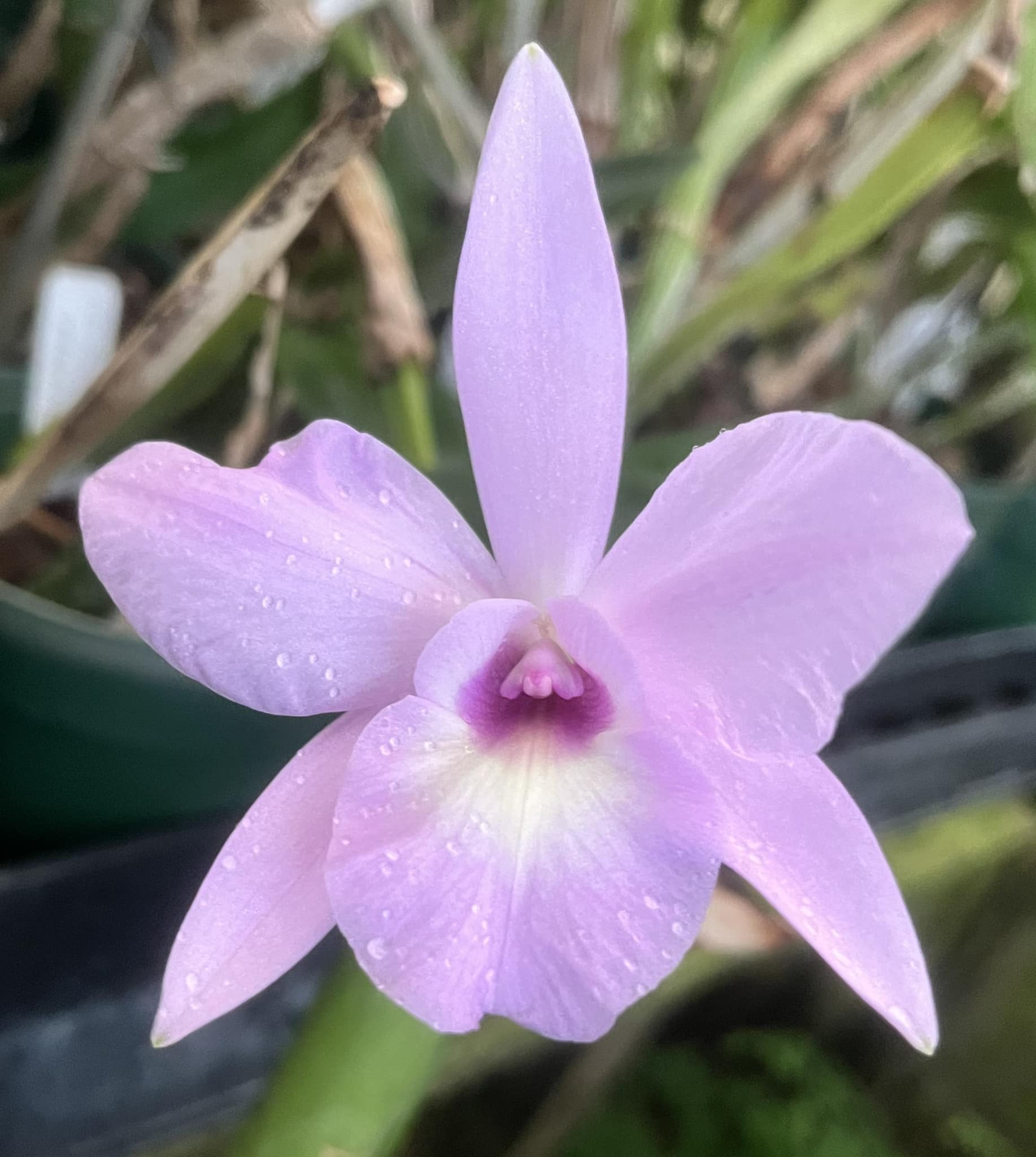 Laeliocattleya Jairak Taffy 'Beb' orchid hybrid