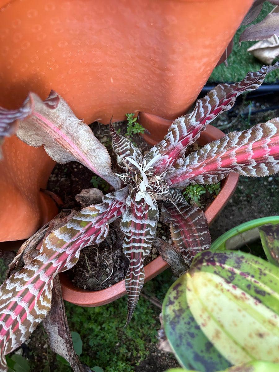 Corrected: Cryptanthus 'Lisa Vinzant'