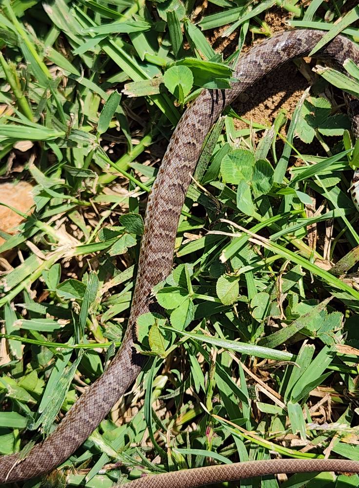 Tennessee snake identification and education page. | I know what this ...