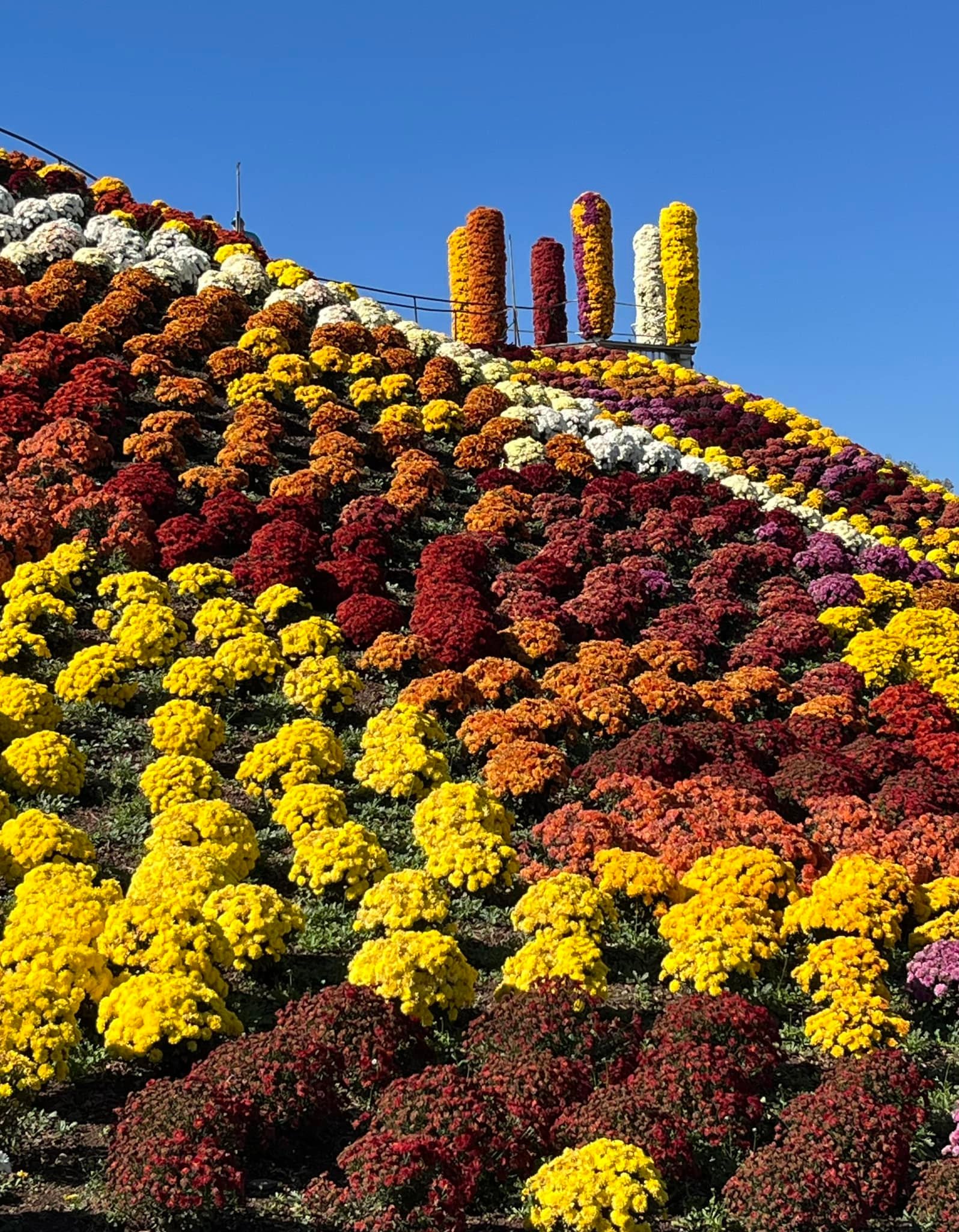 This is the amazing mum mountain at Ott's Greenhouses in