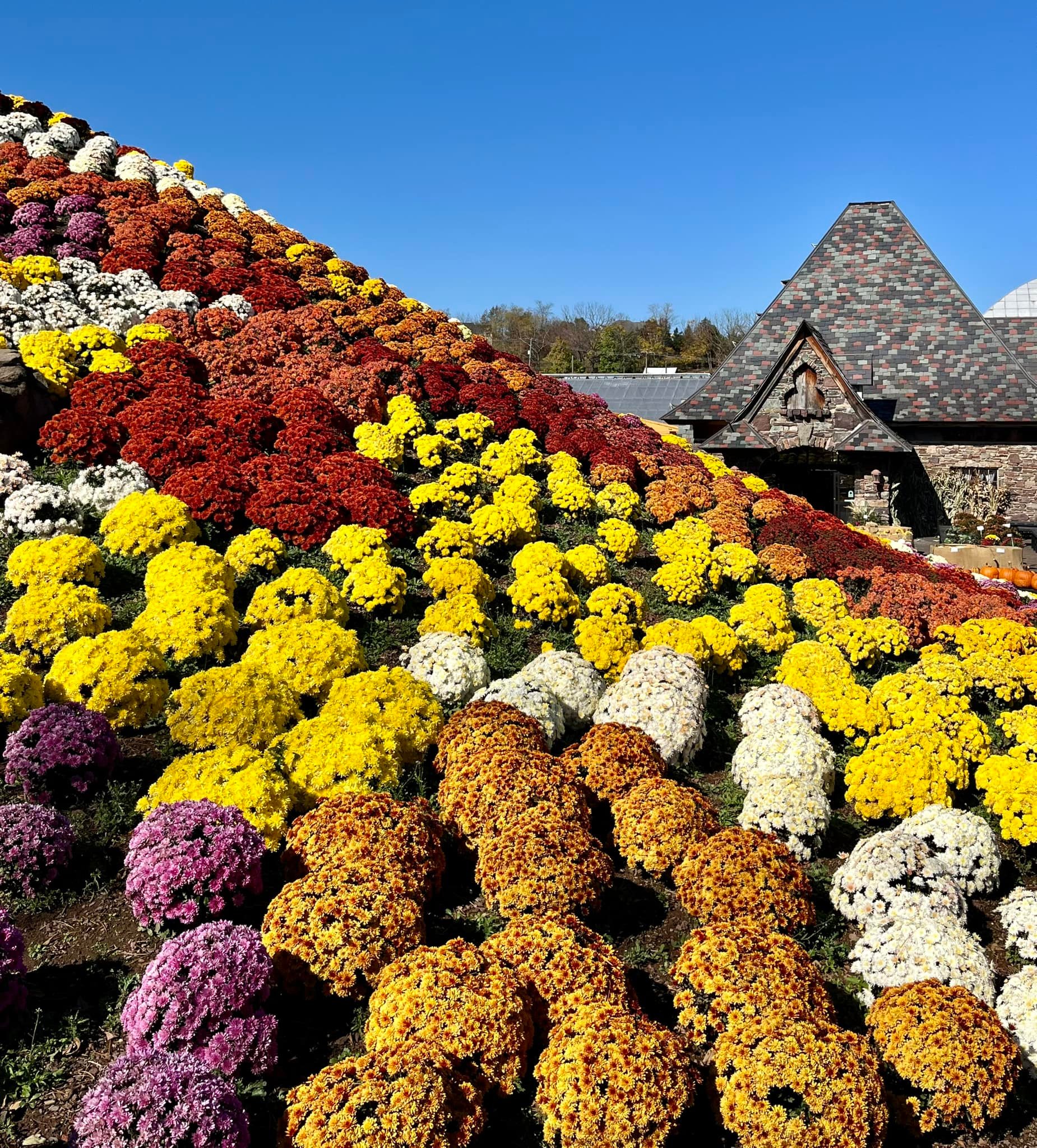 This is the amazing mum mountain at Ott's Greenhouses in
