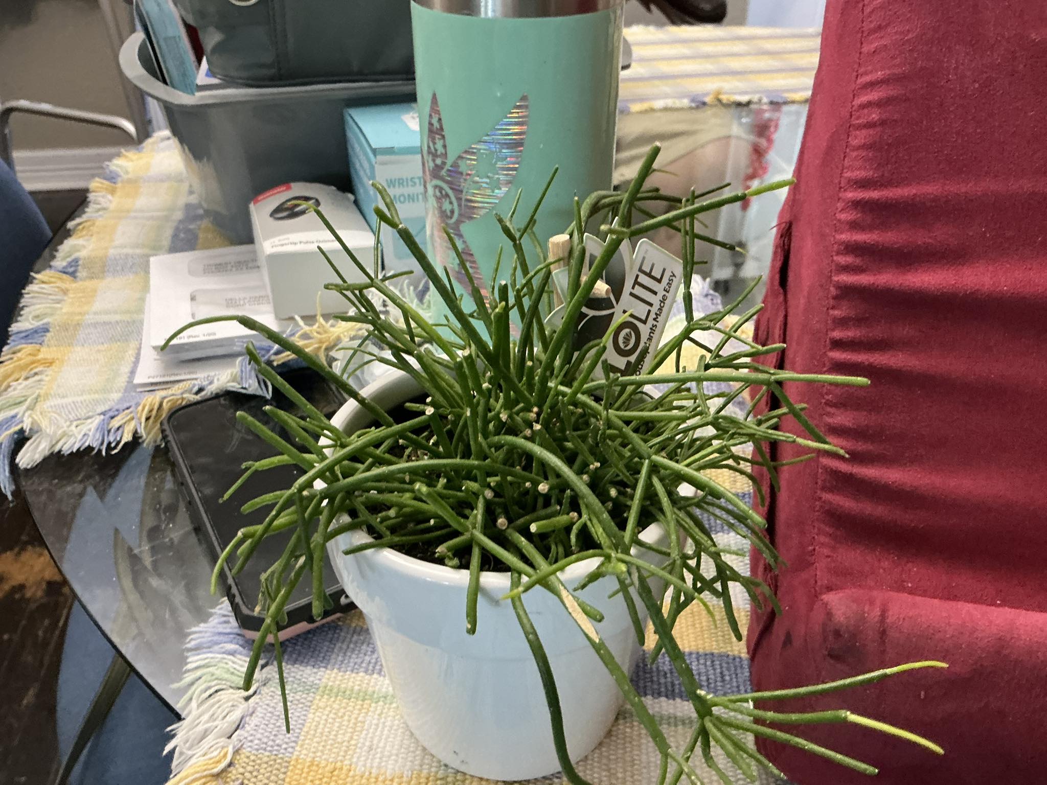 Can I ask is this a Ripsalis? I thought it was a Hoya?