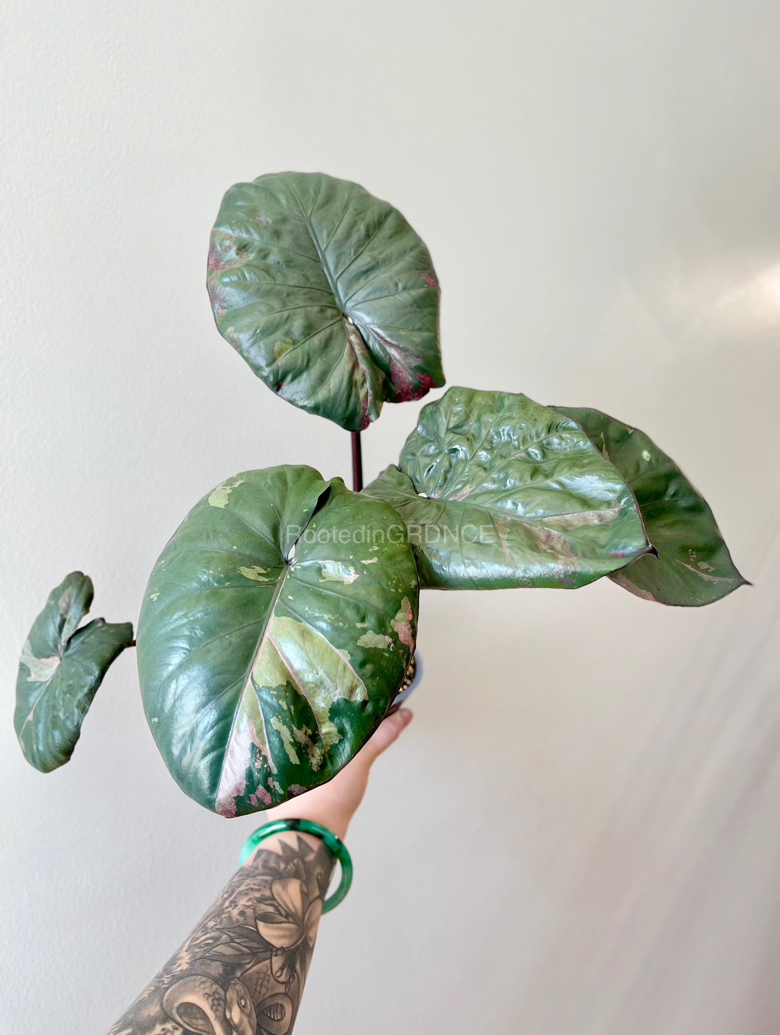 Alocasia cuprea pink mint plants back in stock at Secret Garden