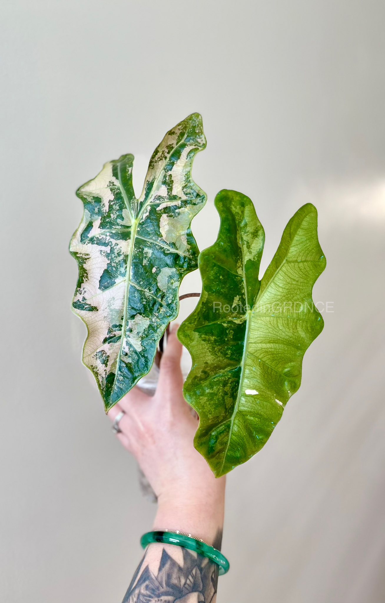 Alocasia cuprea pink mint plants back in stock at Secret Garden