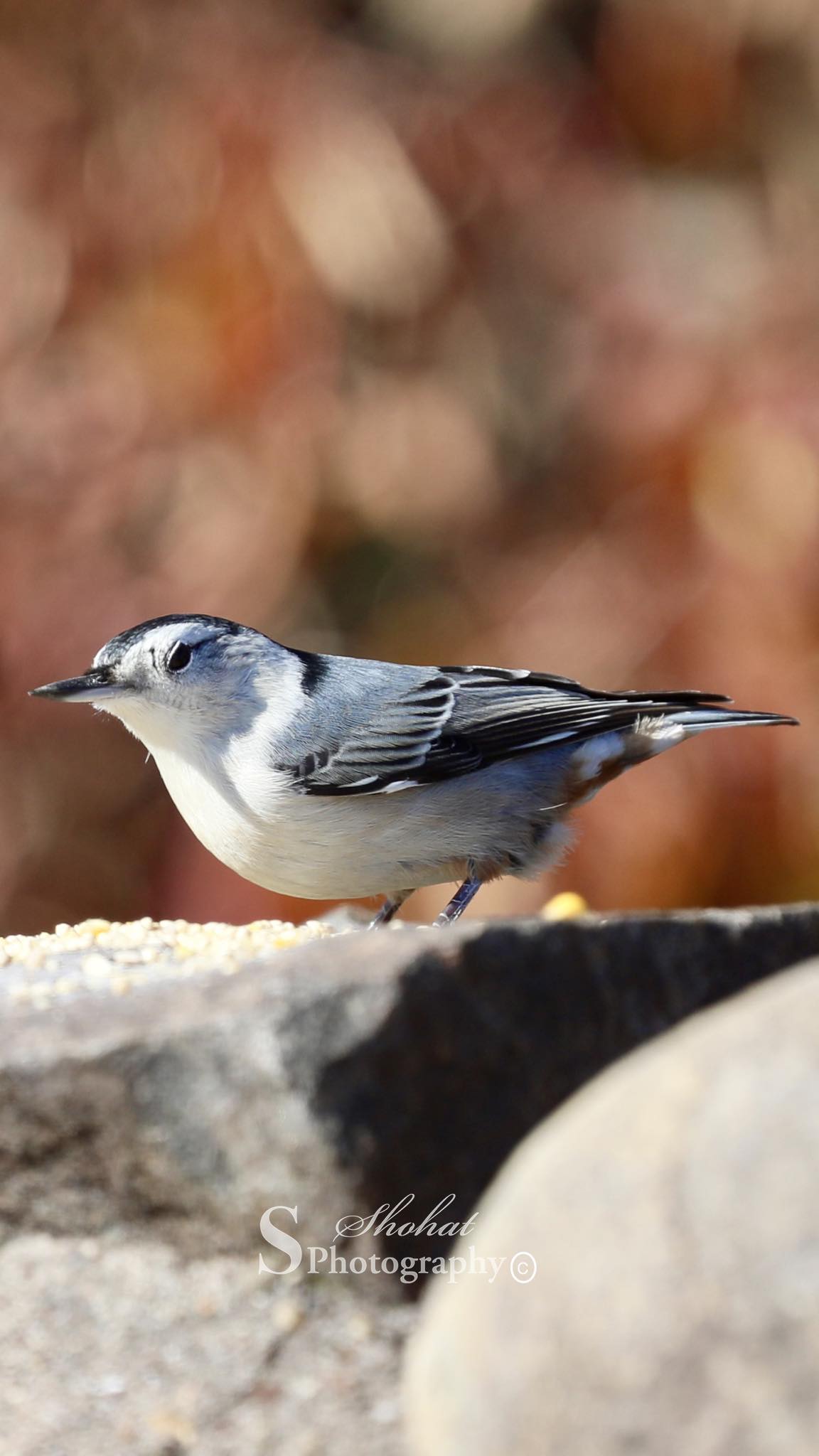 White breasted nuthatch. Nikon Z6ii/Sigma 150-600C Raleigh, NC USA
