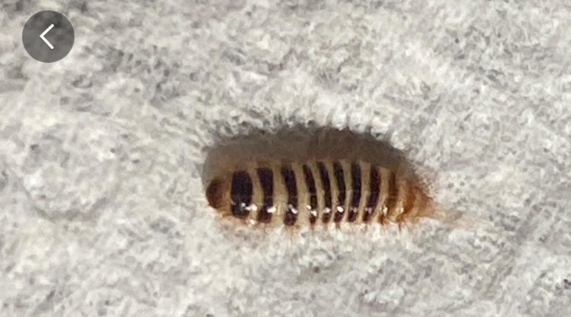 What is this 1 cm bug found in Loveland, Ohio?