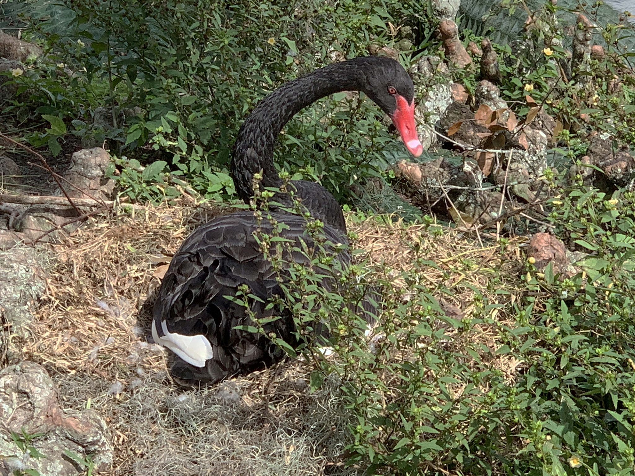 ❤★Super Black Swan★上下partyまつげスーパーブラックスワン Black swan spotted at Lake Furman