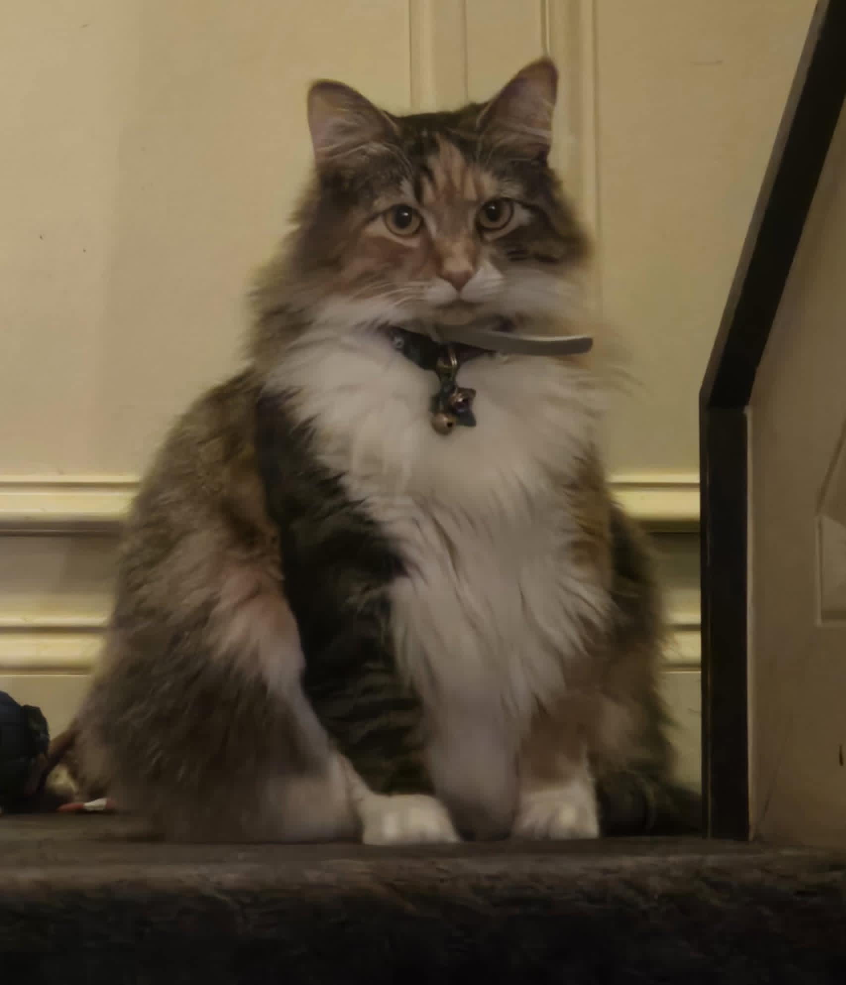 The calico cat 