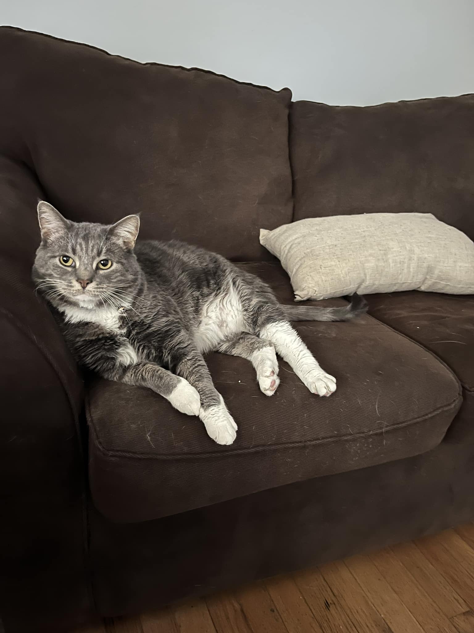 UPDATE: FOUND HIM!! Thanks everyone!!! Hey Folks! I lost my cat