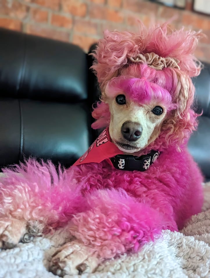epine：poodle fur coat pink curly hair epine poodle fur coat 