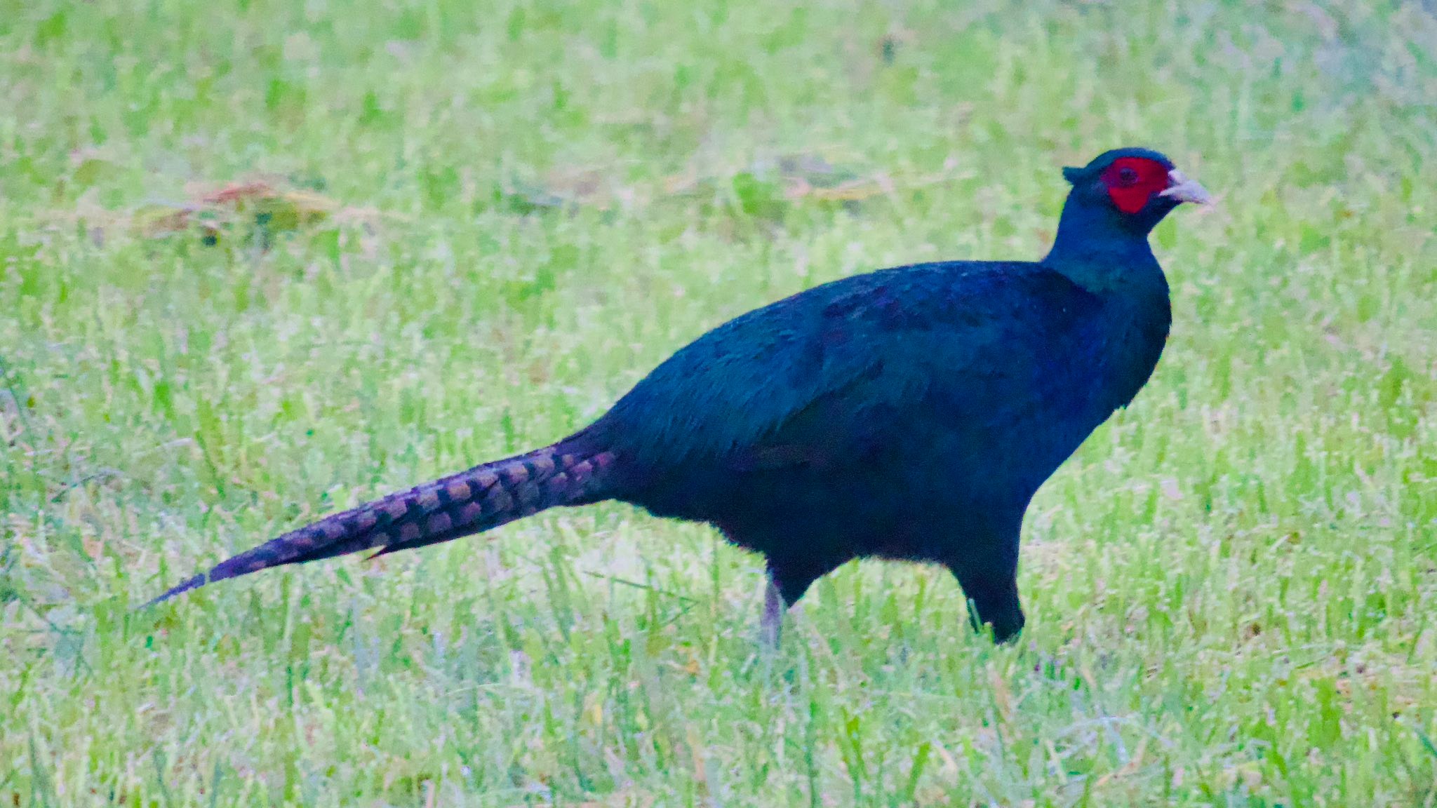 So what is this dark, iridescent blue Pheasant that I photographed