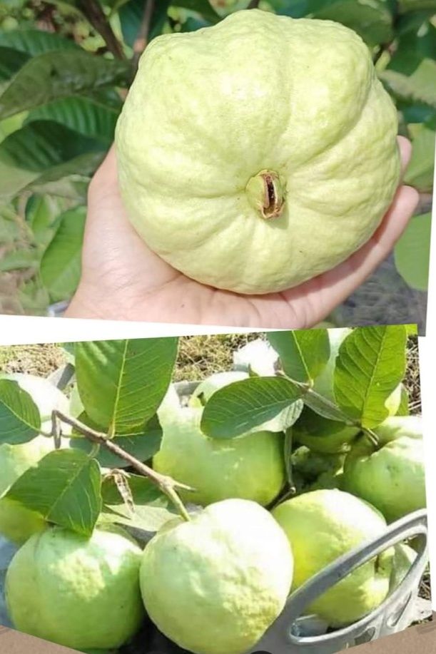 Seedless guava variety kimju