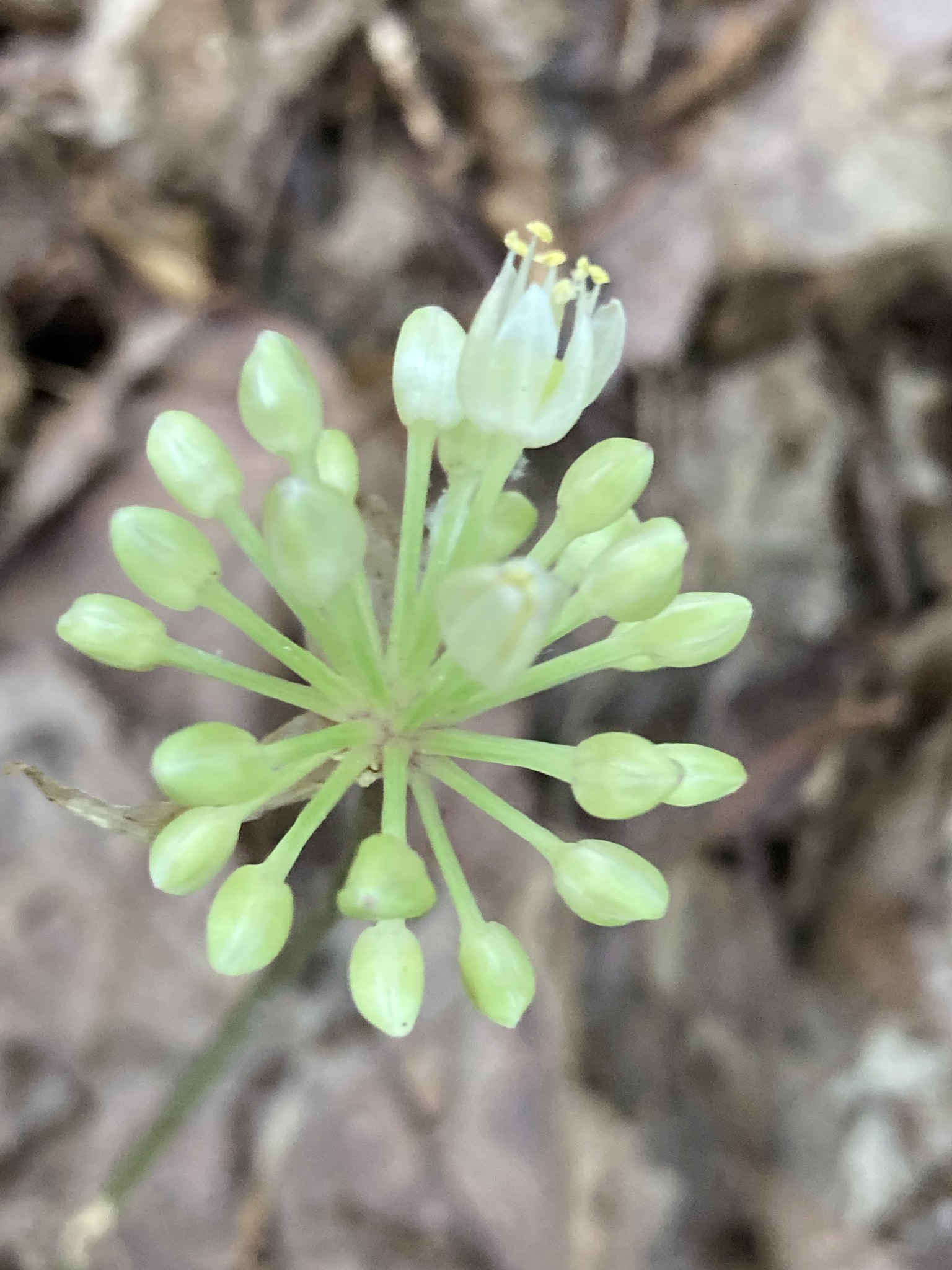20 Wild Leek (Ramp) Seeds - Allium Tricoccum, Vegetable Herb Shade Garden Seeds From Seedville USA