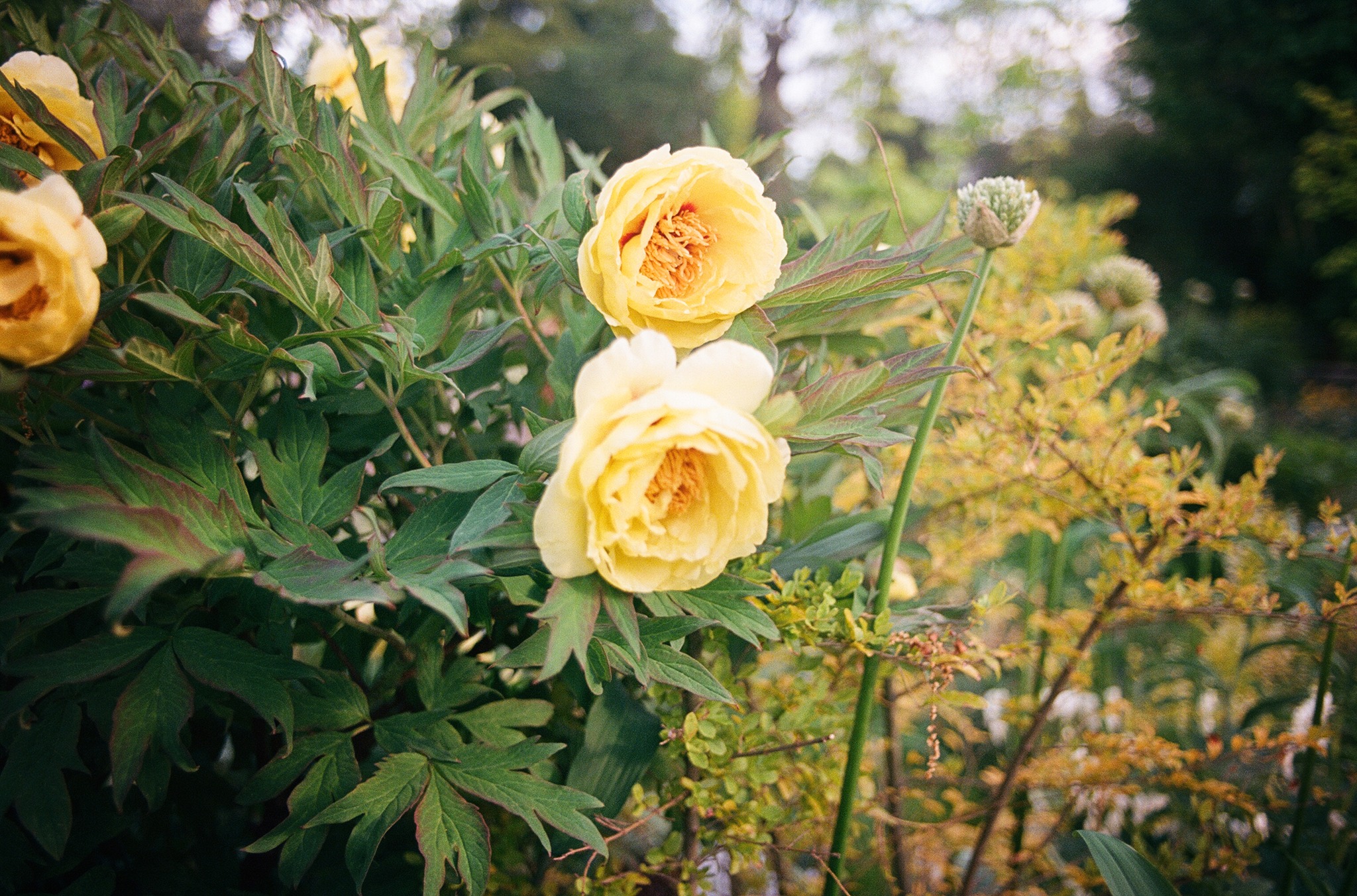 Palmer park sometime in May Shot with a Canon AE1 on Fujifilm