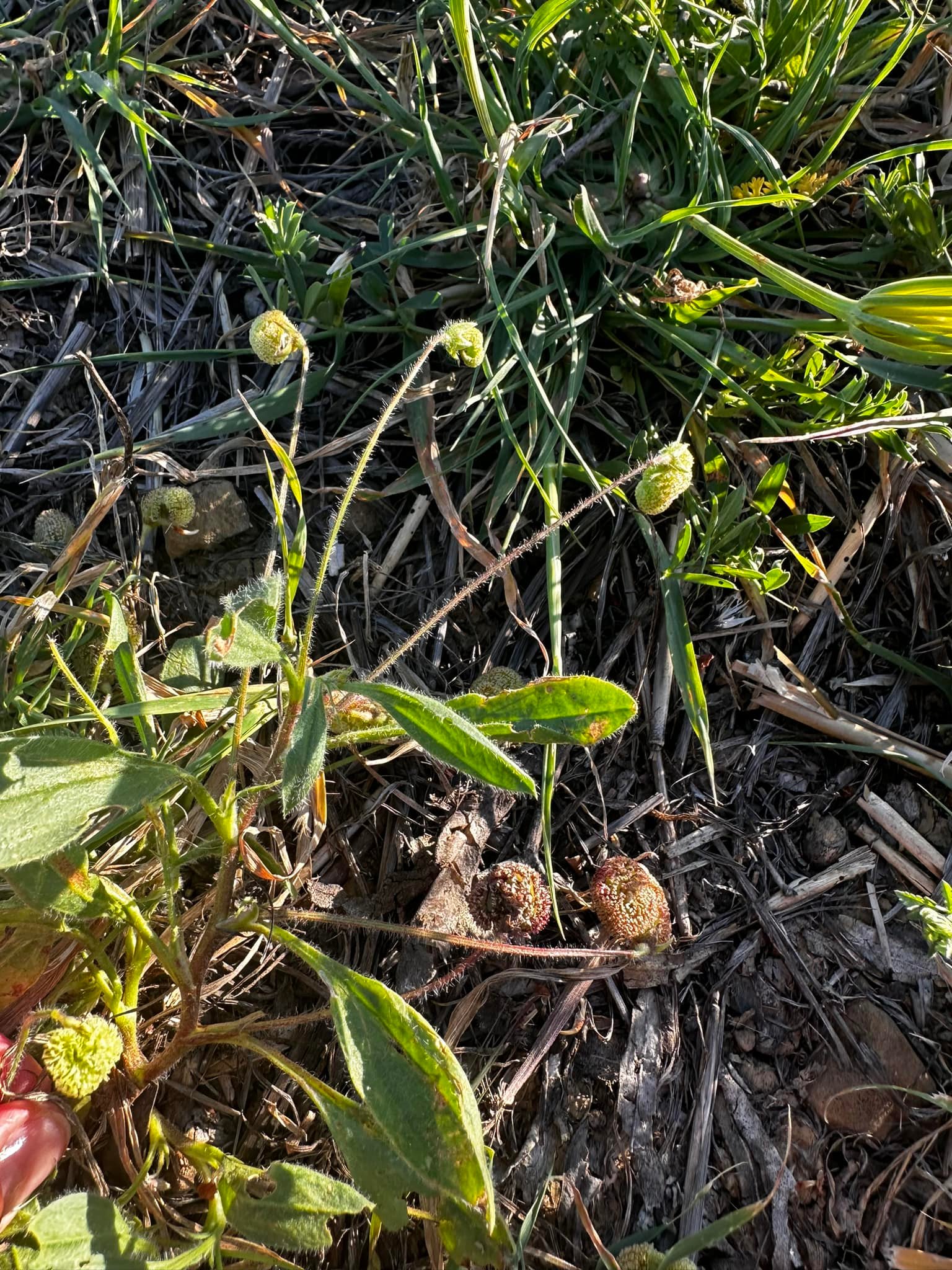 Does anyone know what this strange weed is. A group of them