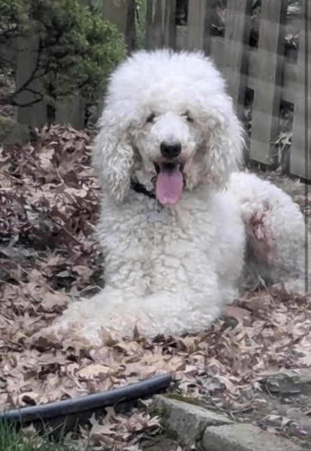 Lost female white standard poodle on Kingston and South Meridian
