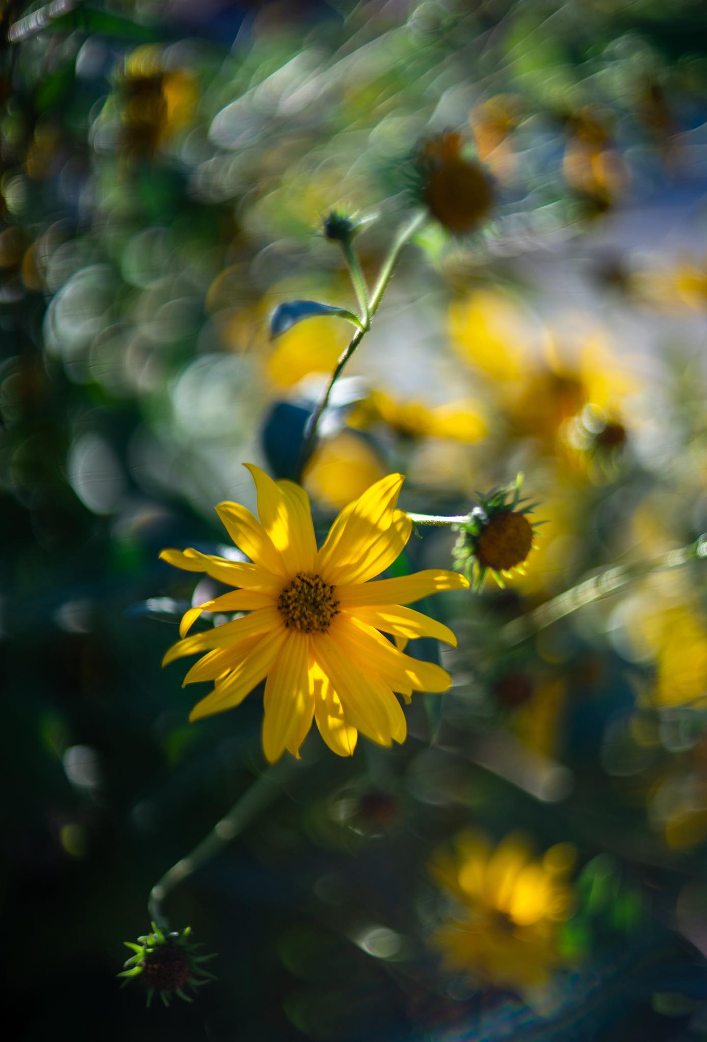 Porst Color Reflex MC Auto 55mm f1.4 M42 | 📸 Sony Alpha 7 II at 1.4