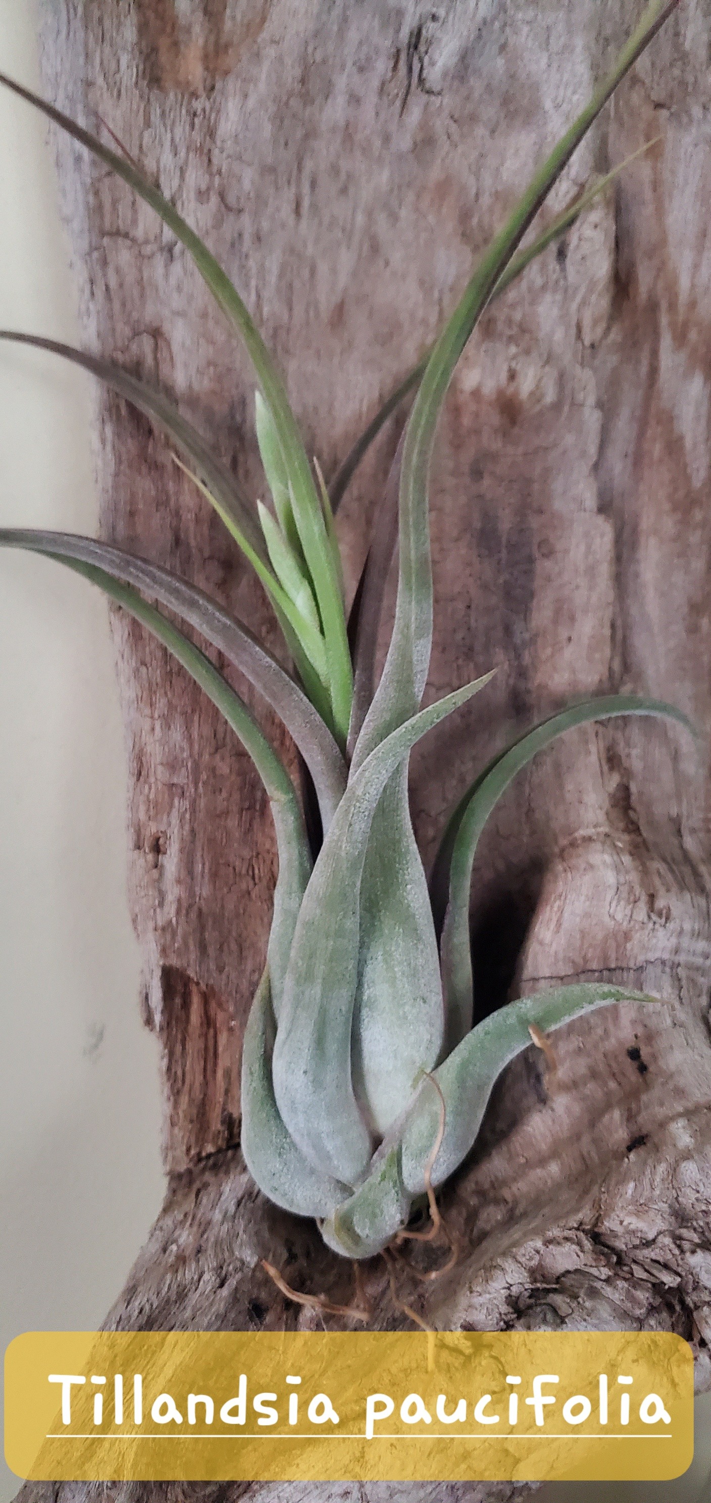 Absolute Unlimited Orchiata Orchideenrinde | 100% Reine