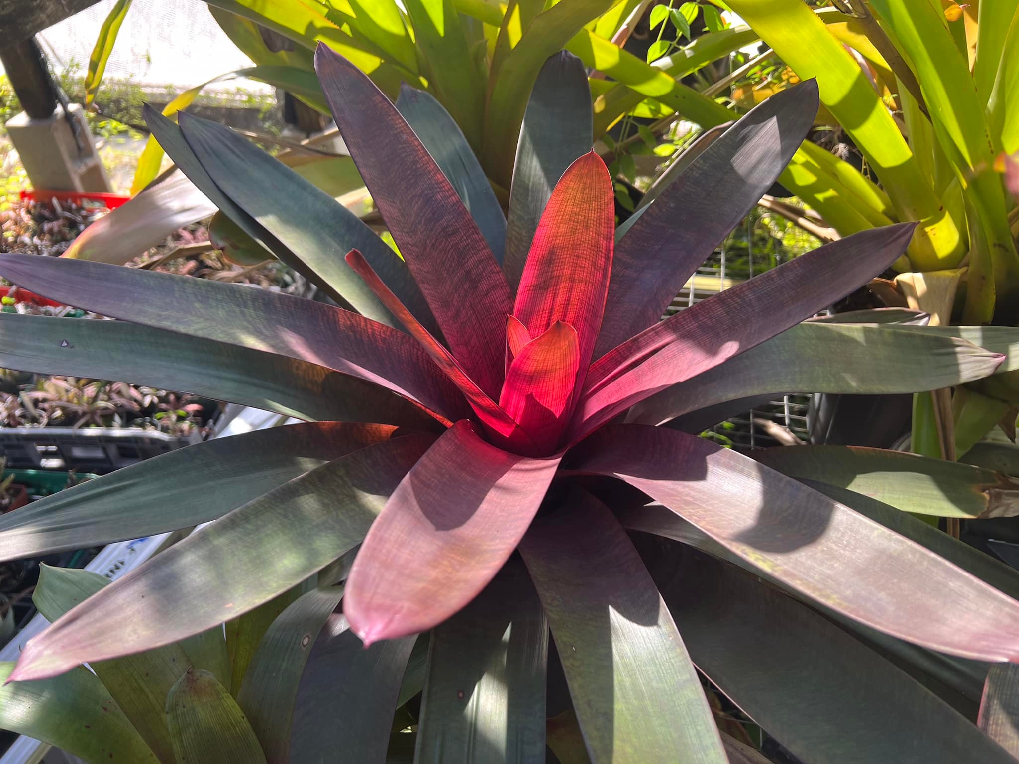Shiigi's Vriesea Kilauea Dragon ,more color every day.
