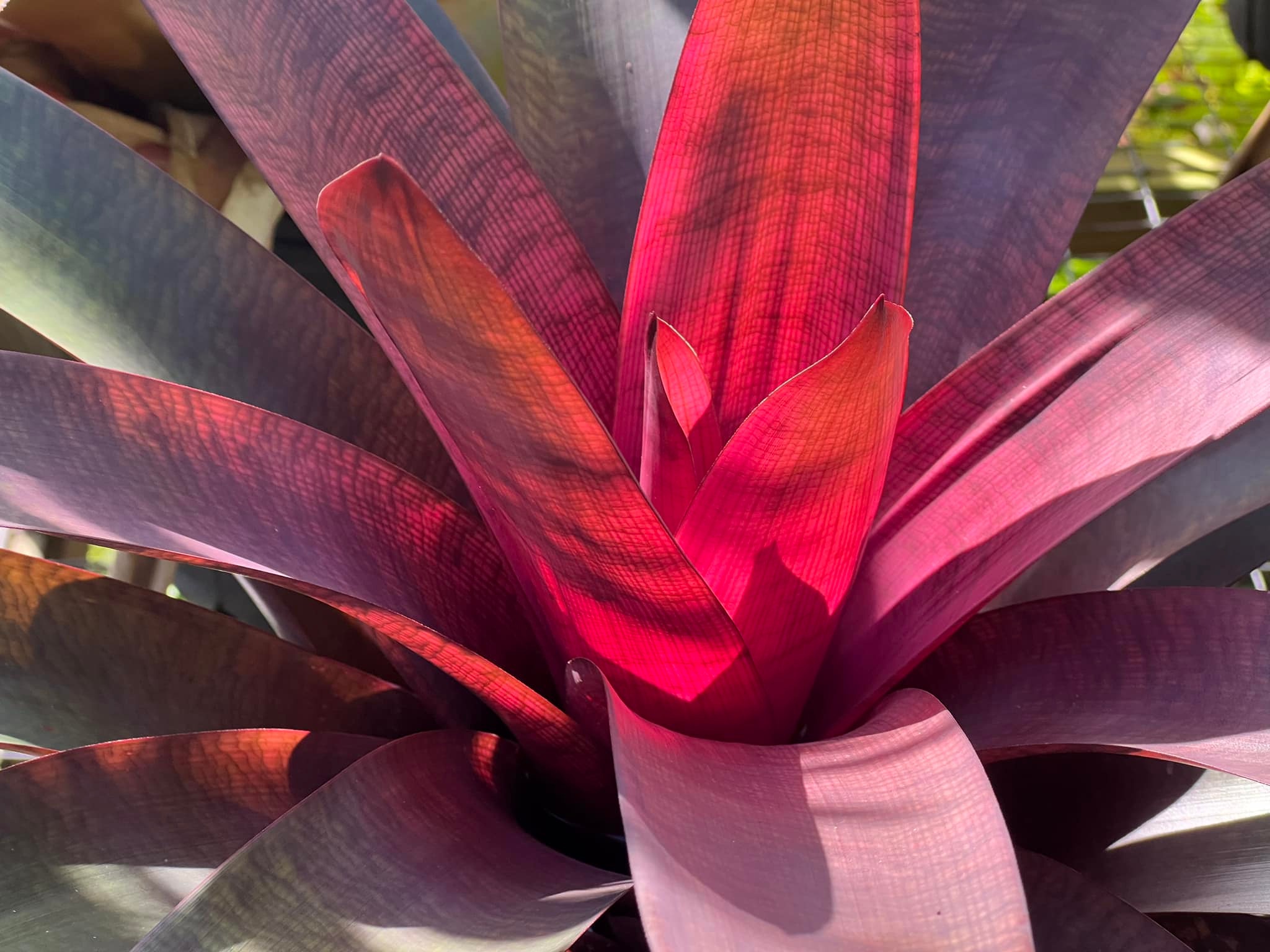 Shiigi's Vriesea Kilauea Dragon ,more color every day.