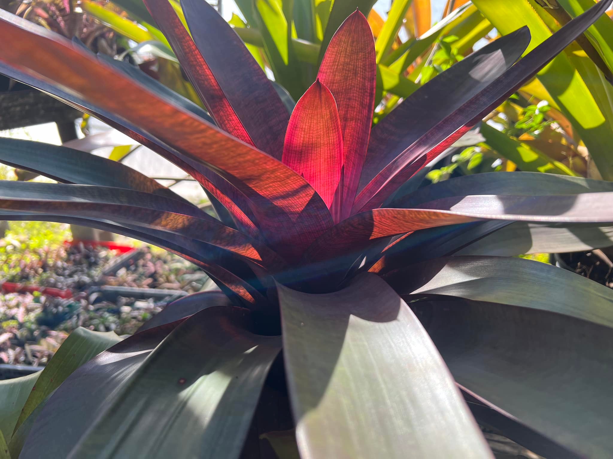 Shiigi's Vriesea Kilauea Dragon ,more color every day.