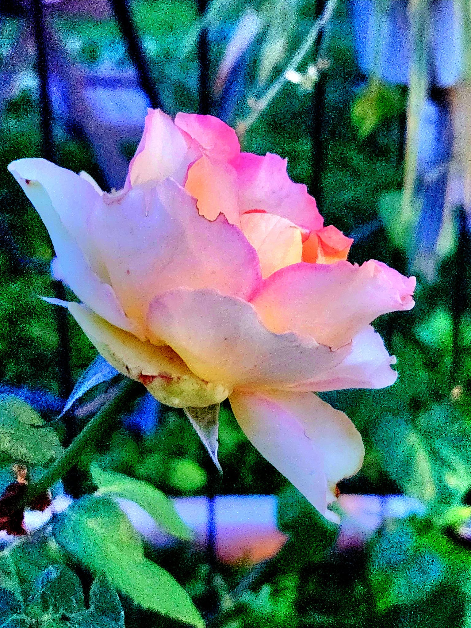Fourth of July rose revisit. #July4th countdown! #roses #flowers