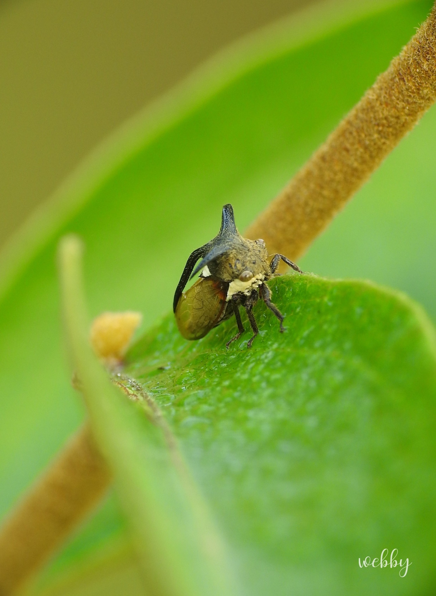 Insect Identification | Treehoppers have bizarre 