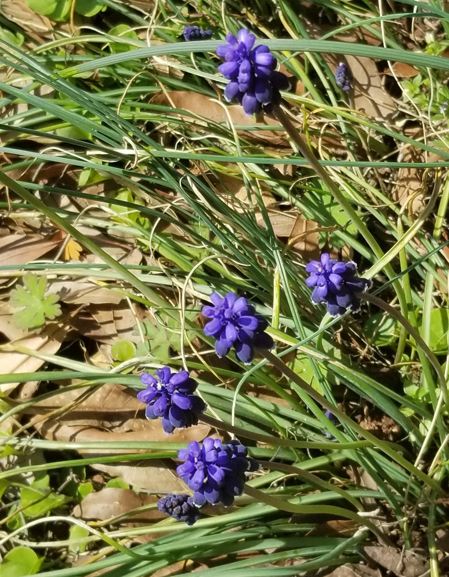 20 Semi Di Lampascione Muscari Comosum - Giacinto Dal Ciuffo Perenne