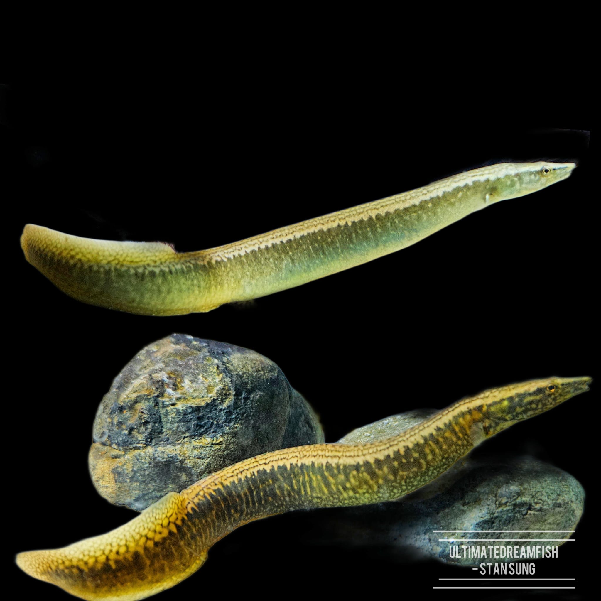 Sinobdella longitubulus* • A New Species of Spiny Eel (Pisces