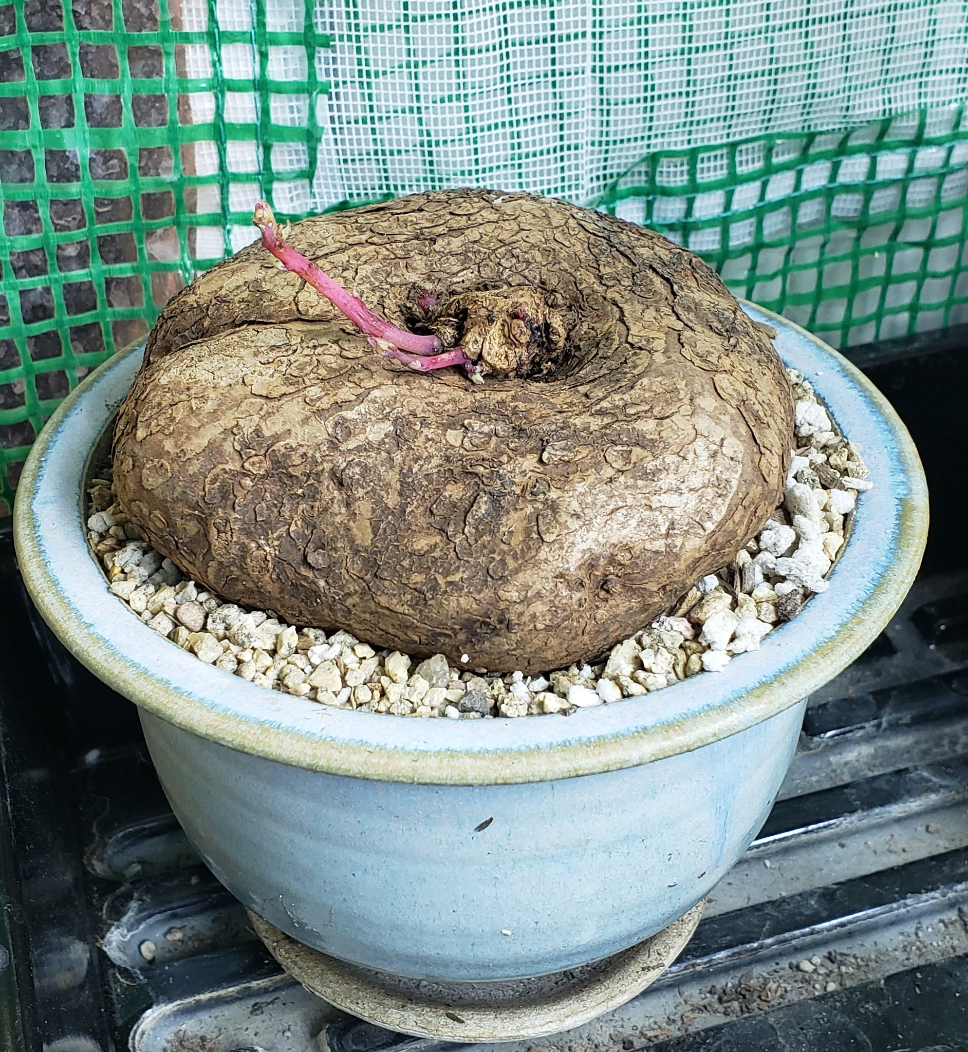 Indoor Plant Tips & Tricks | I ordered some red rattan stephania erecta ...