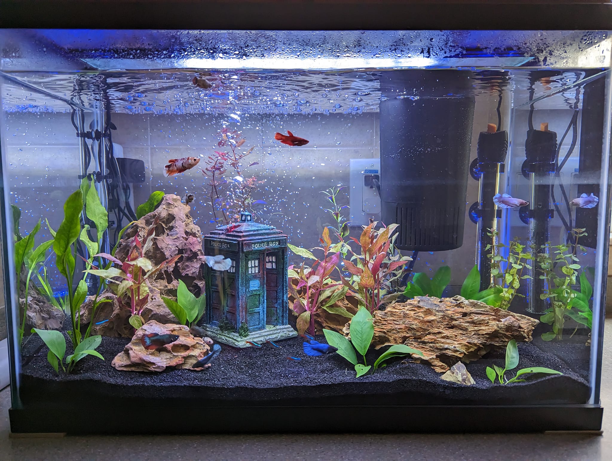 betta fish tank and accessories Self Cleaning Glass 2 Gallon Small Nano Aquarium Starter Kits Desktop Room Decor w/LED Light Decorations & Whisper Filters Water Pump 13 Fishing Bait Casting and an algae pad Option:GG Biwahigai prop bait
