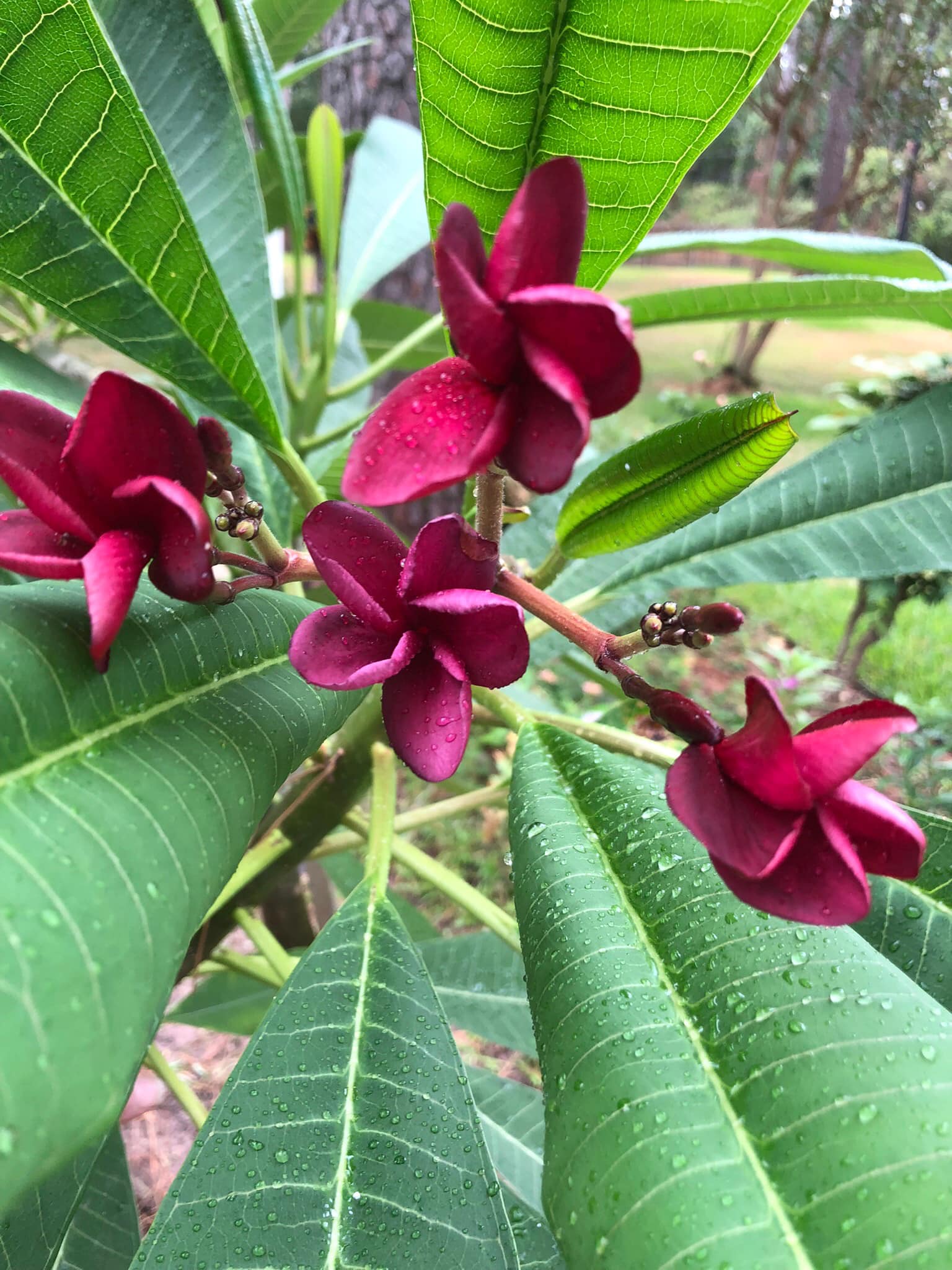 ❁…Plumeria…❁ Name of this plumeria please?