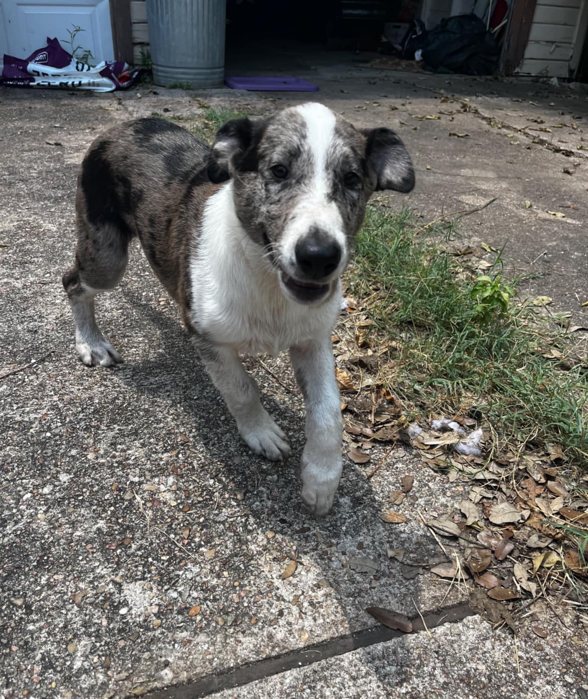 Rehoming Fee 75 Name Duke Birthday 5 11 2024 Breed Collie  