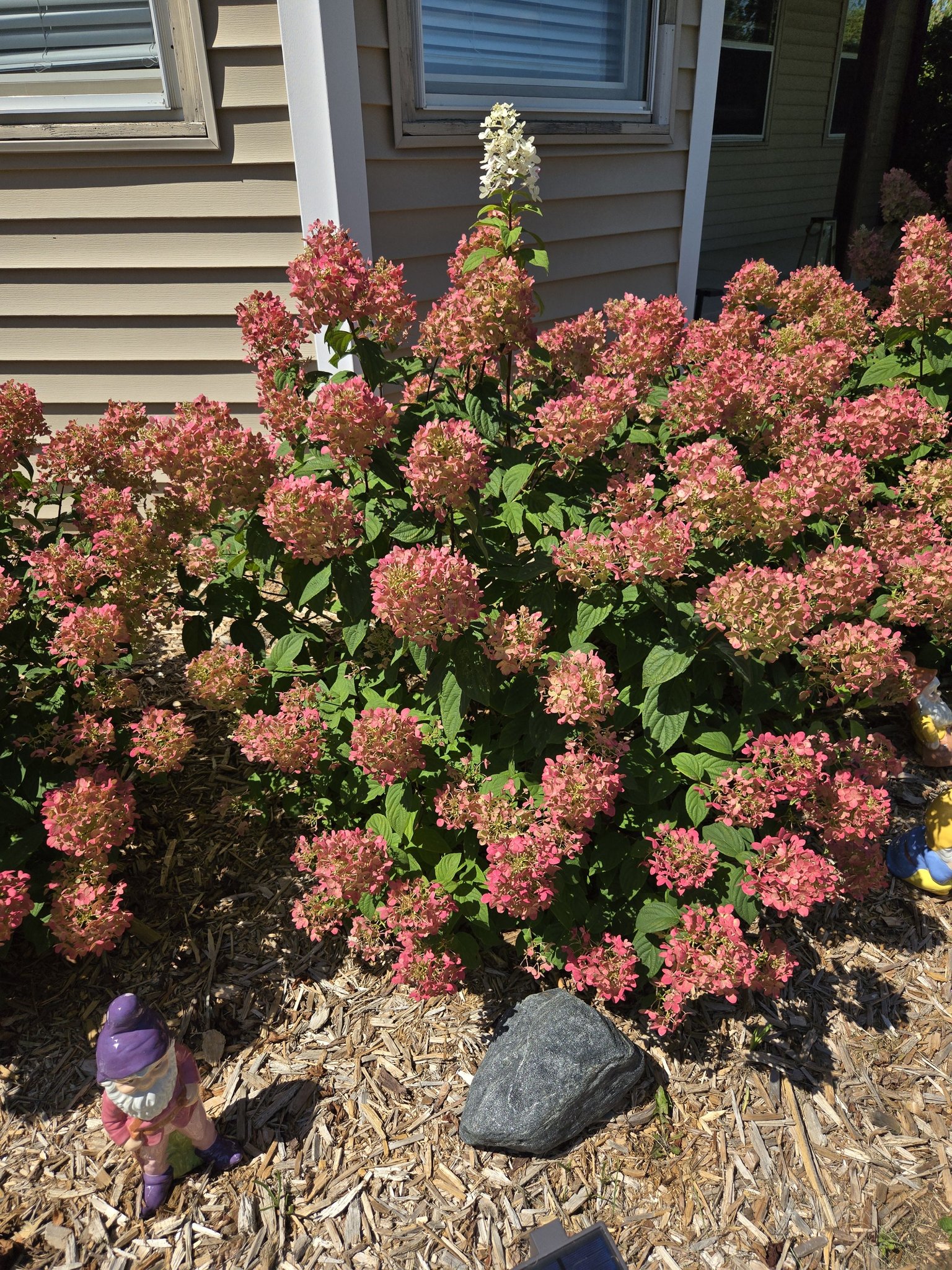 326power ピンク スプリング ID63_H80_100K Heidi does a review of fall, mature standard panicles Firelight