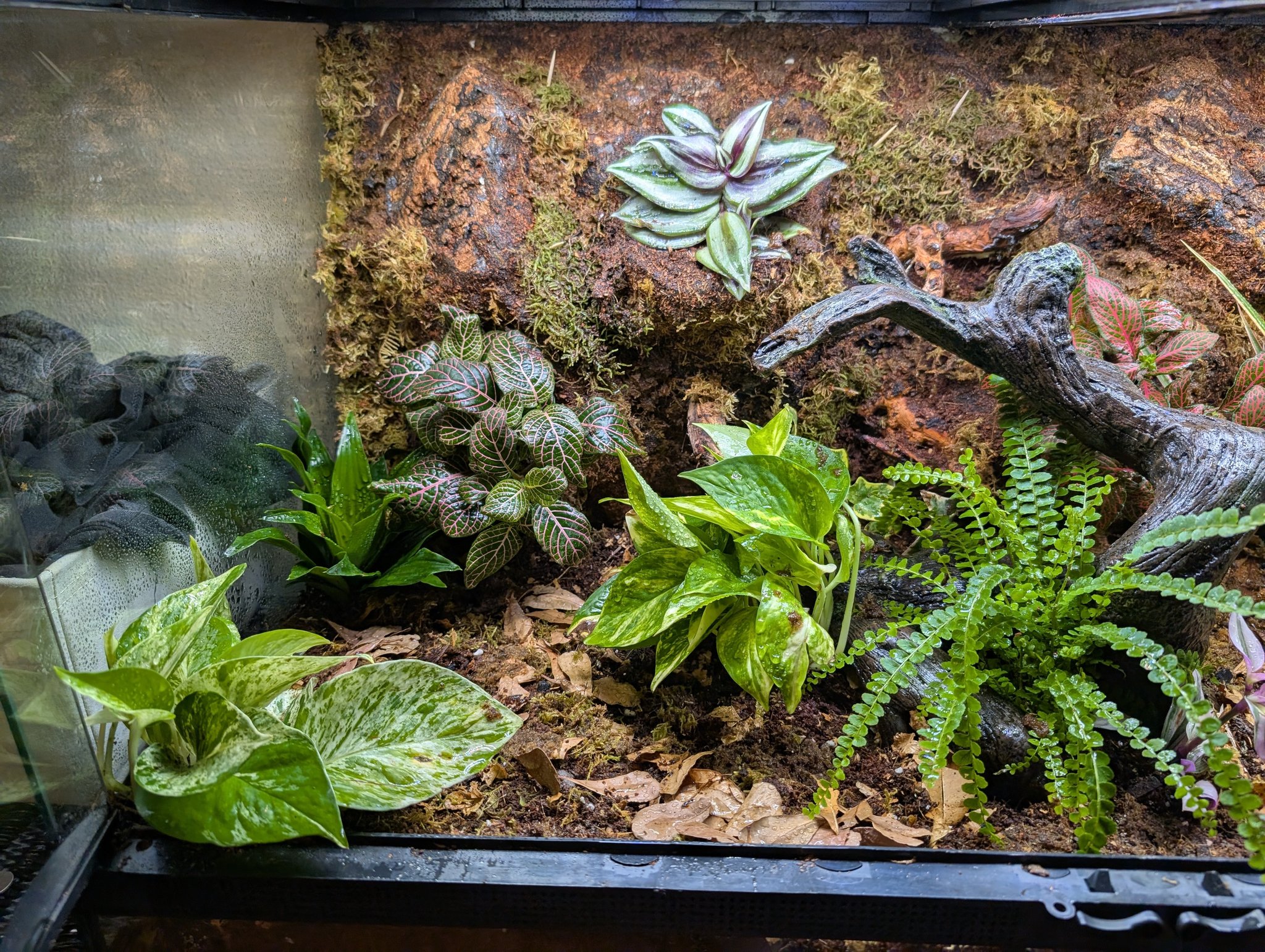 DIY Reptile Enclosures | Bioactive terrarium for a small ball python, I ...