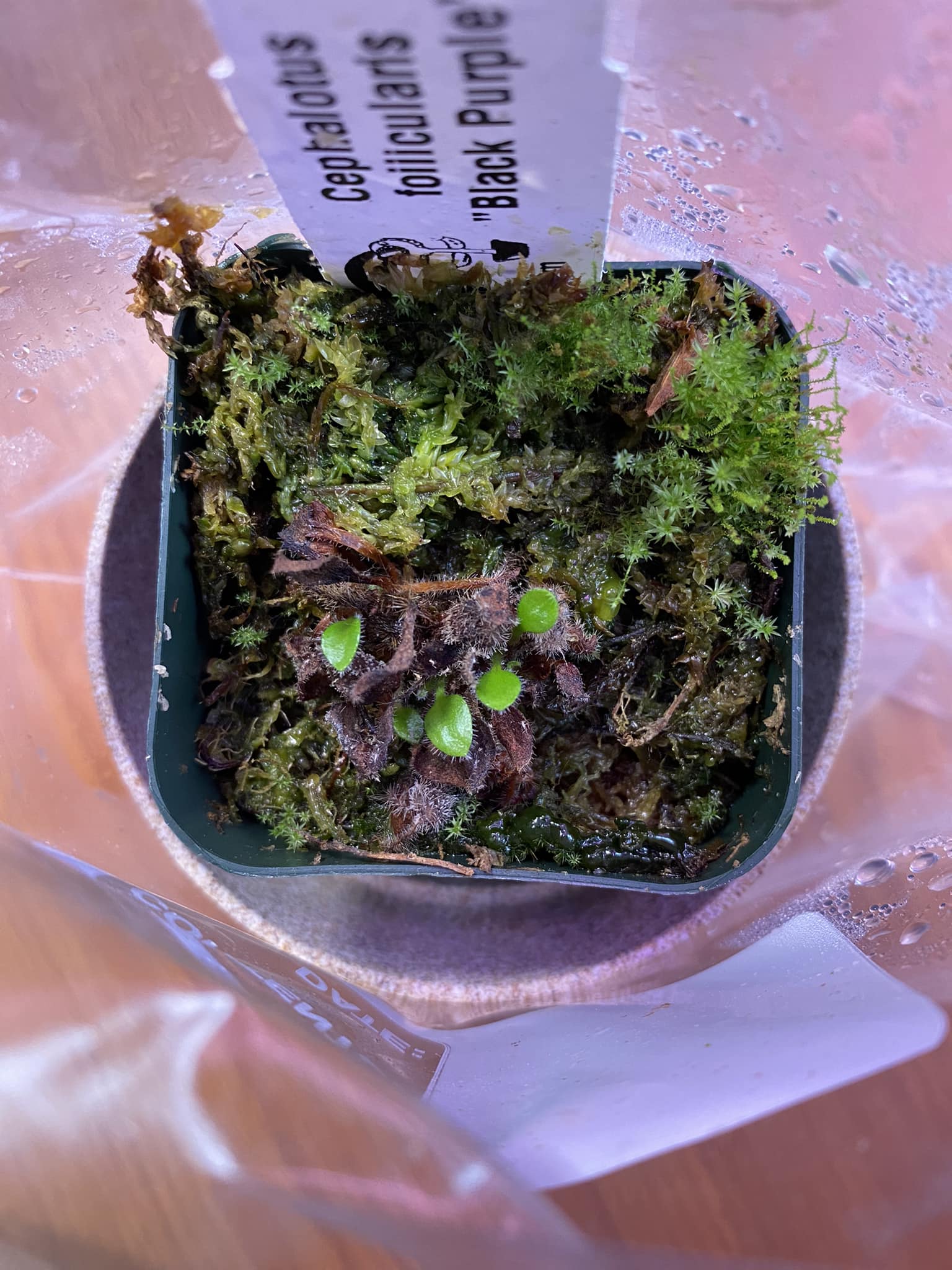 Is 2 year old cephalotus hummer's giant any ideas to grow them
