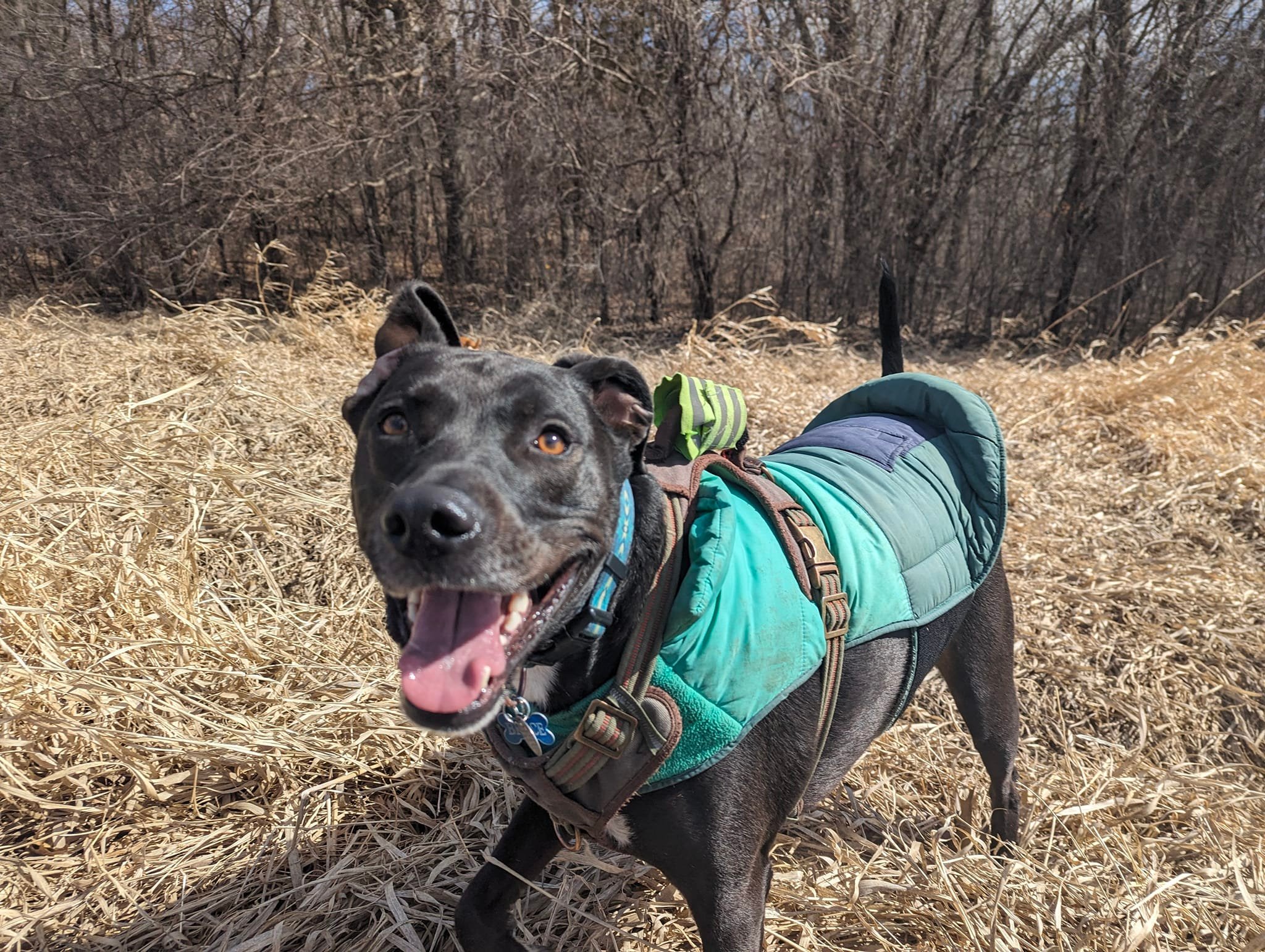 Sony A6400 and Sigma 18-50mm f2.8 for dog photography?