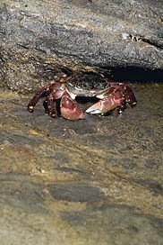 Can you get king crab with a lure or only from shells?
