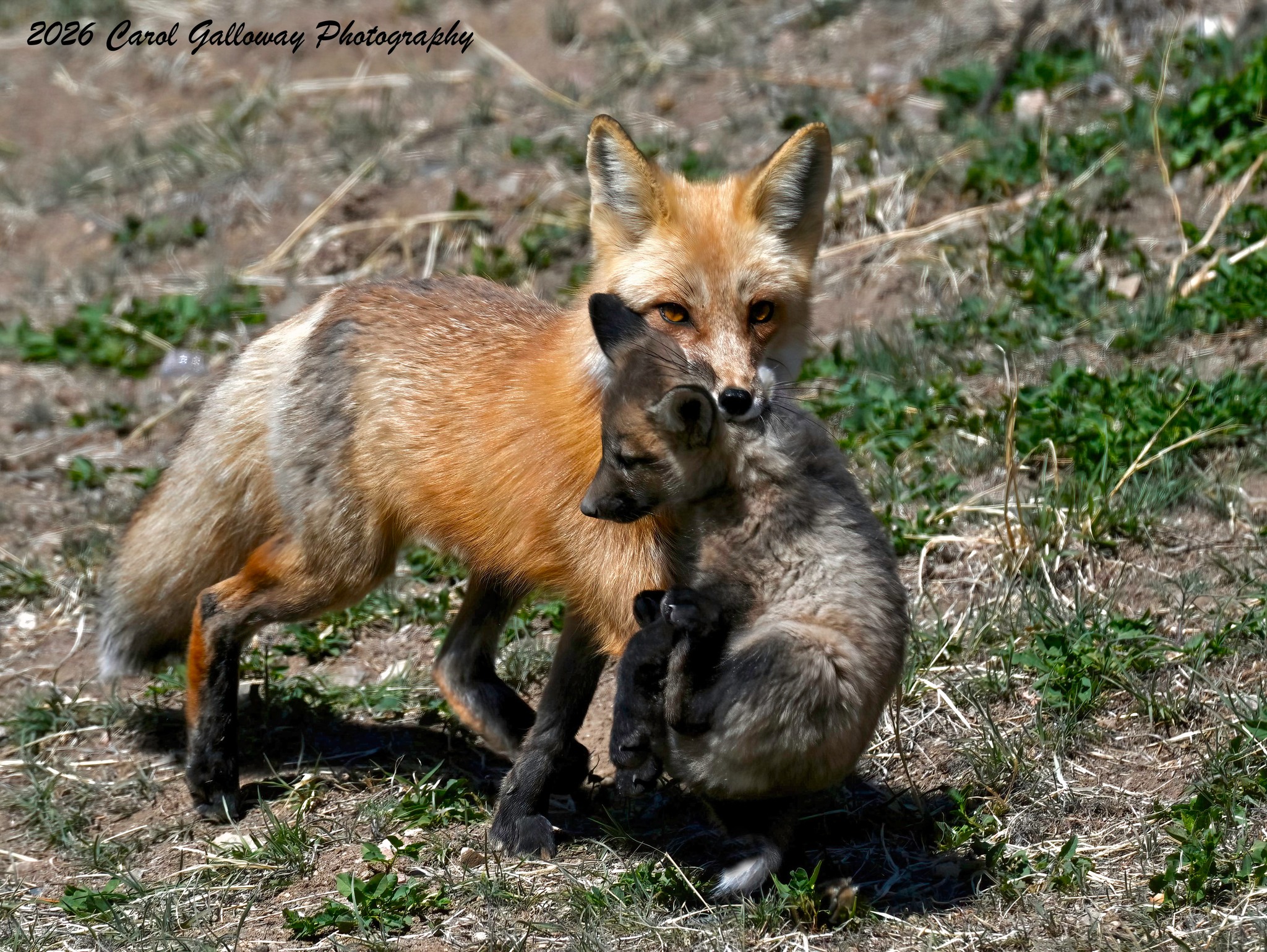 Red fox moves kits between dens