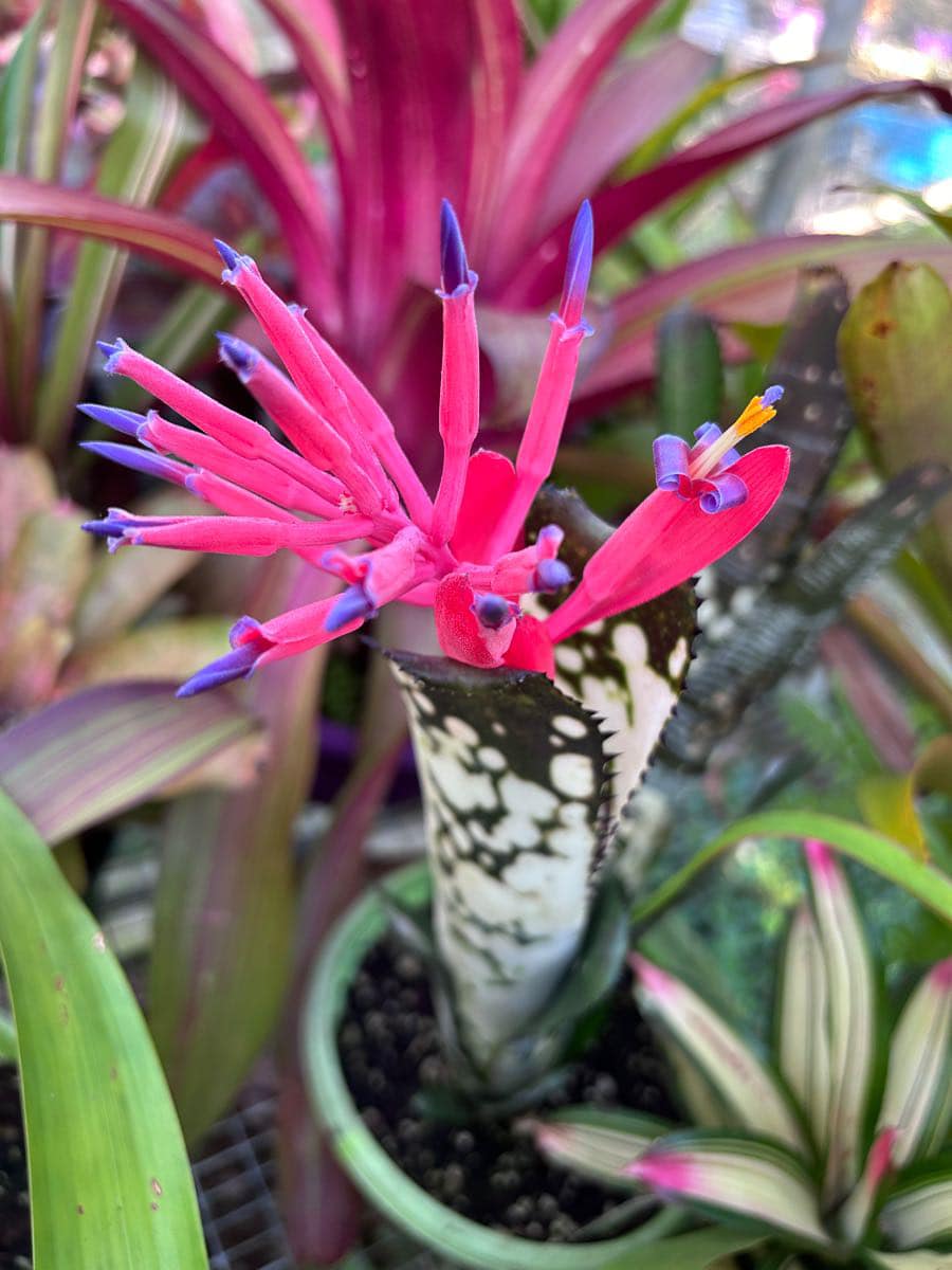 Billbergia vittata 'Domingos Martins' (B. Whitman)