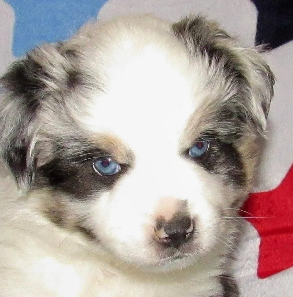 DANDIE - Blue Merle Male MiniatureAmericanShepherd.weebly.com | Alice Espey