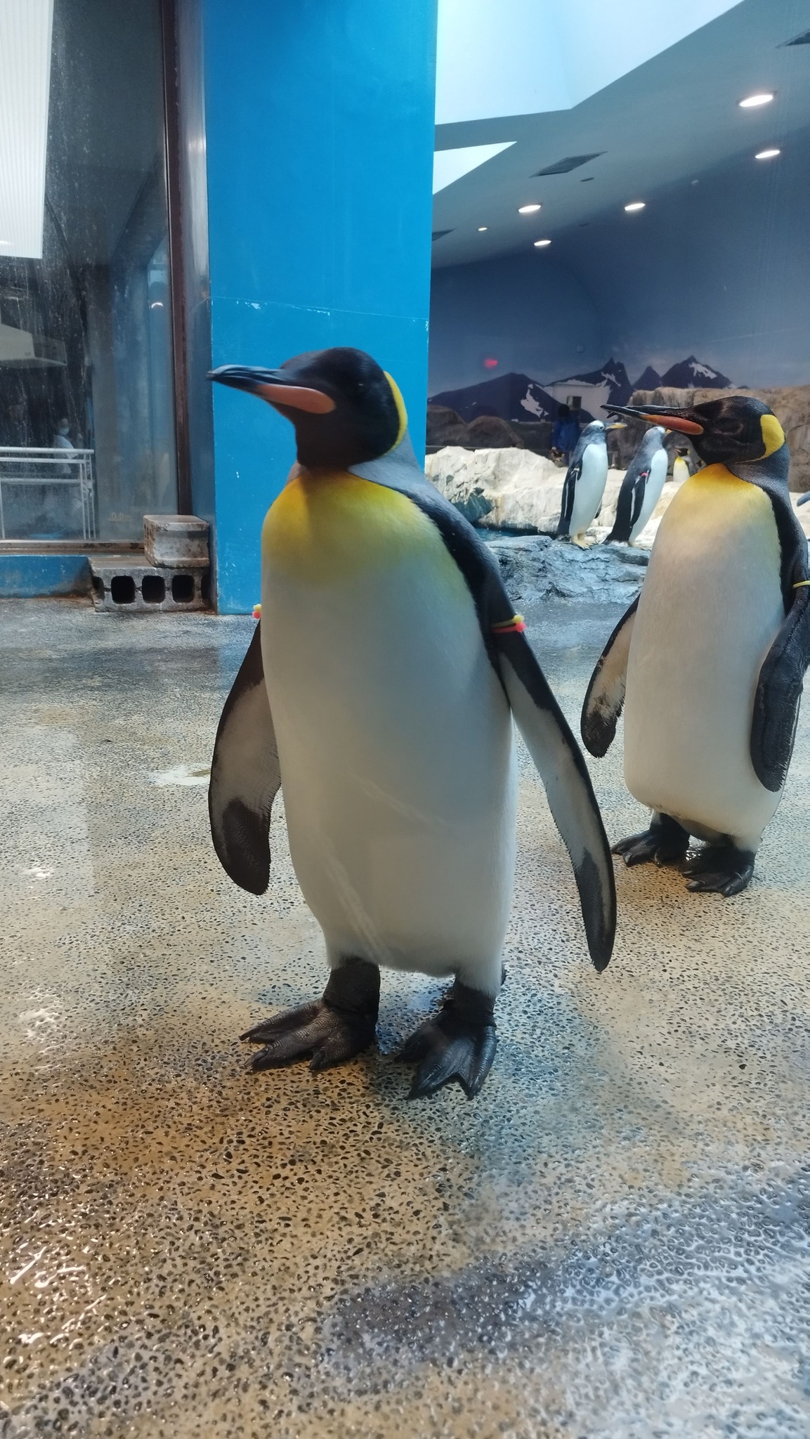 題して、 亜南極長（ヒゲ）とその護衛達（キング） #長崎ペンギン